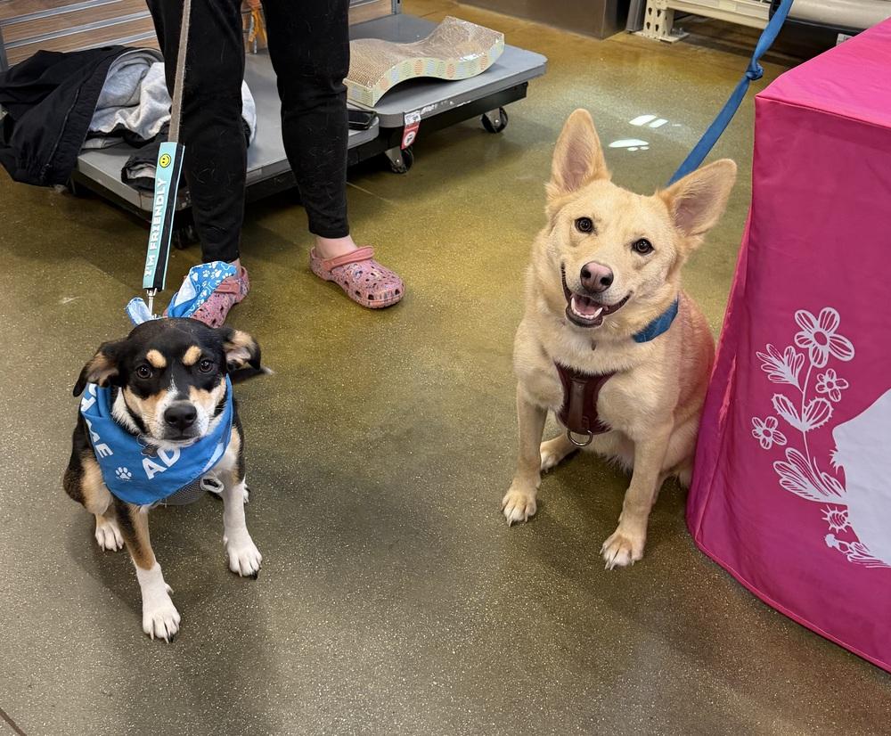 Chloe, Adoptable, Adult Female Siberian Husky.