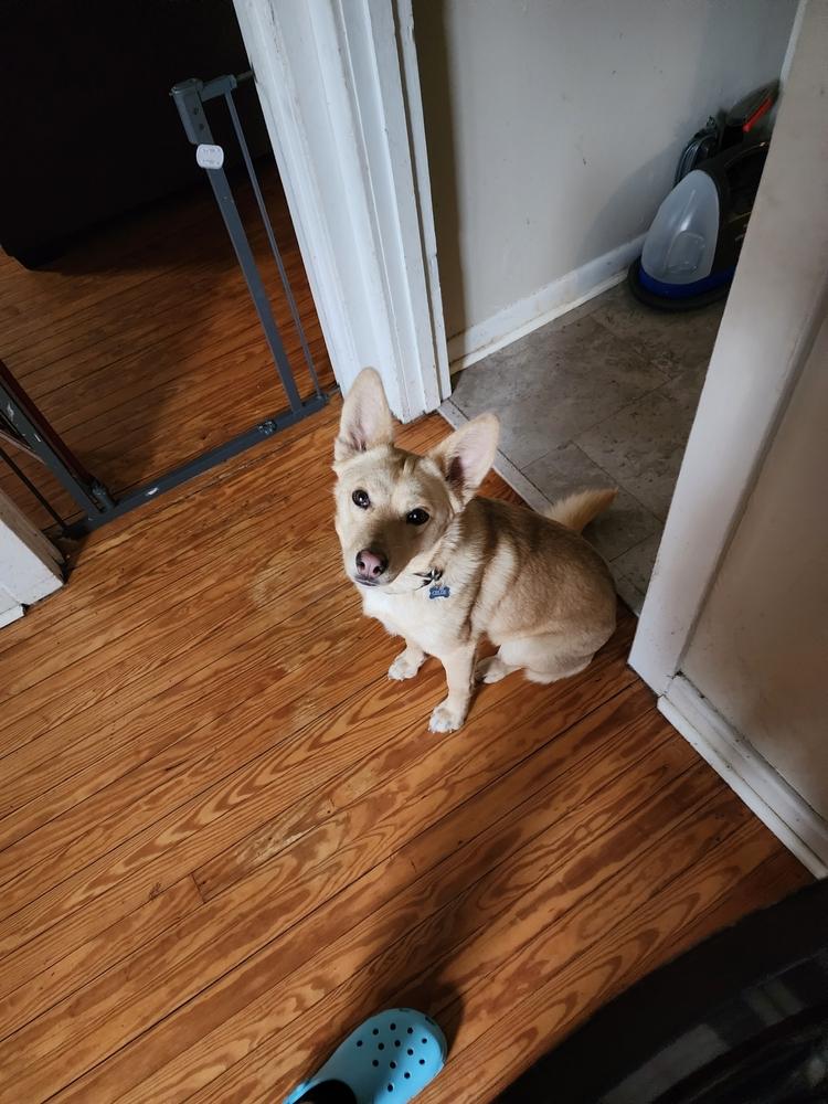 Enlarge Chloe, a Adoptable mixed breed in Carrollton, VA image 2/4
