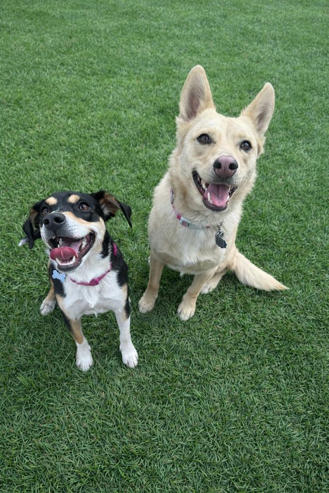 Enlarge Chloe, a Adoptable mixed breed in Carrollton, VA image 3/4