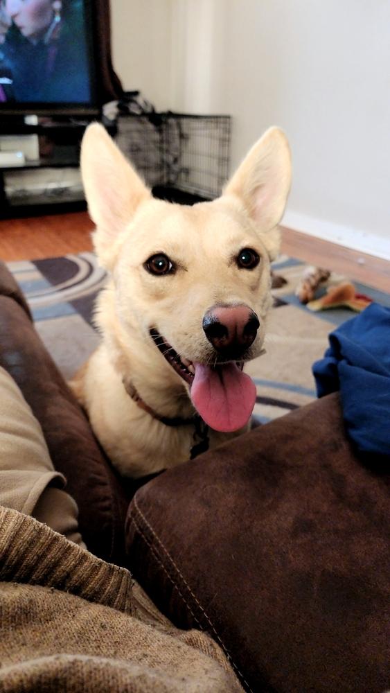 Enlarge Chloe, a Adoptable mixed breed in Carrollton, VA image 4/4
