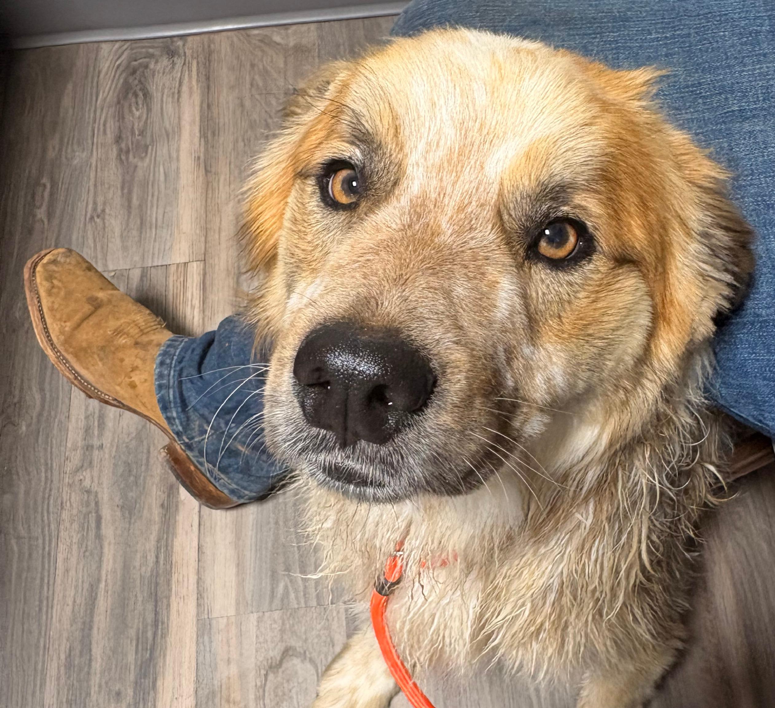 Bruce, ADOPTABLE, Adult Male Australian Shepherd & Golden Retriever.