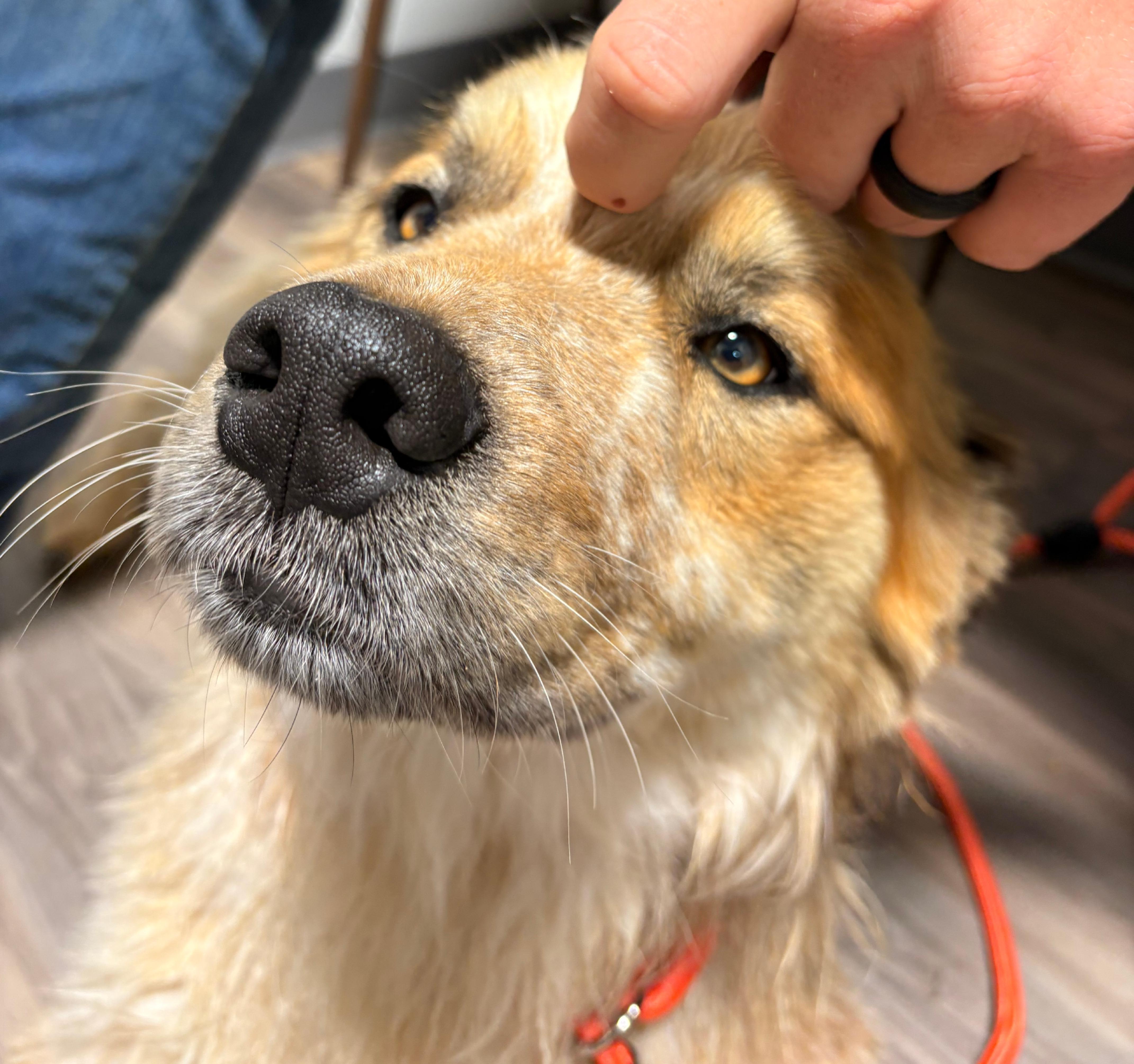 Bruce, a ADOPTABLE mixed breed in Coahoma, TX image 4/4