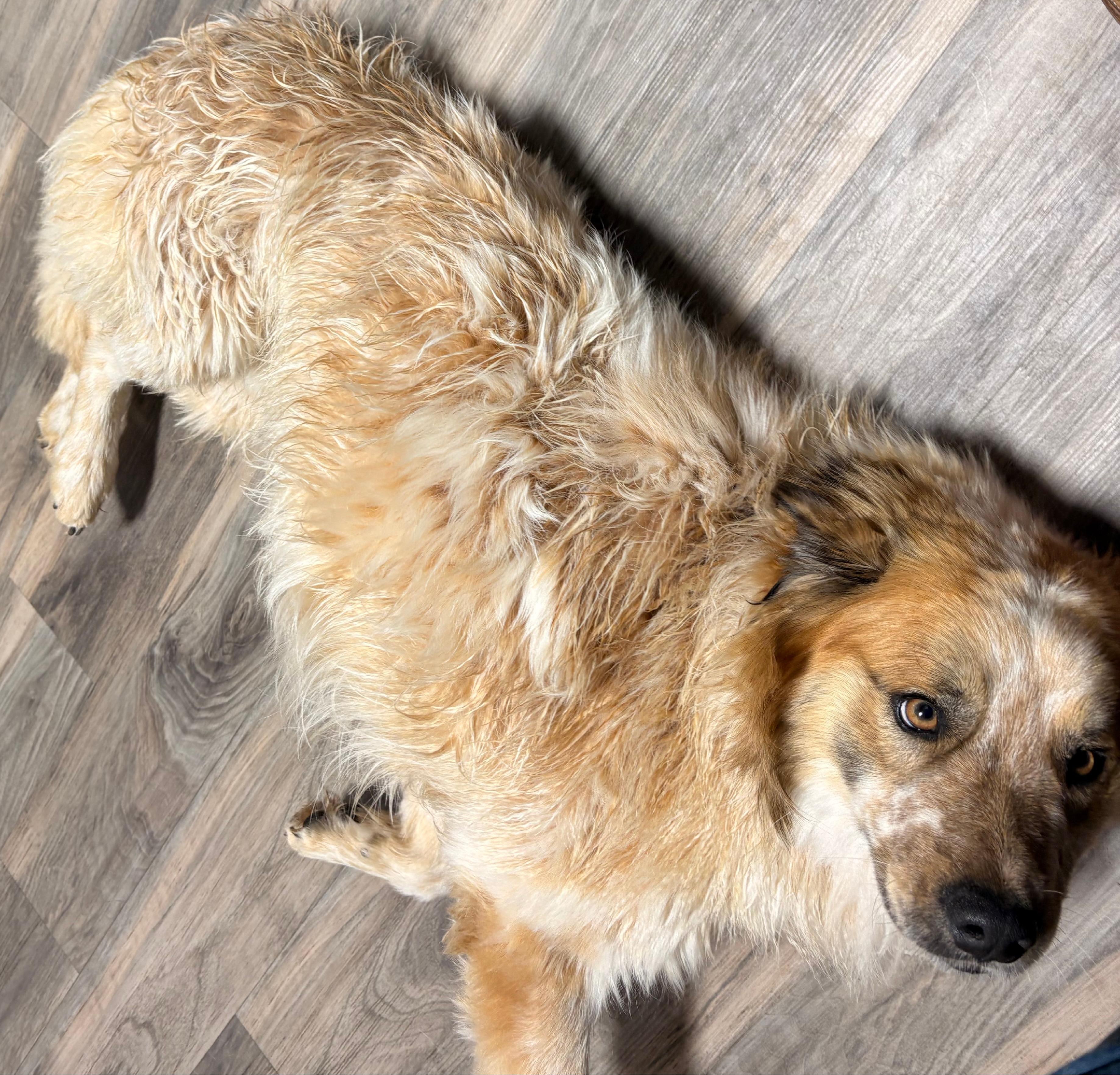 Bruce, a ADOPTABLE mixed breed in Coahoma, TX image 3/4