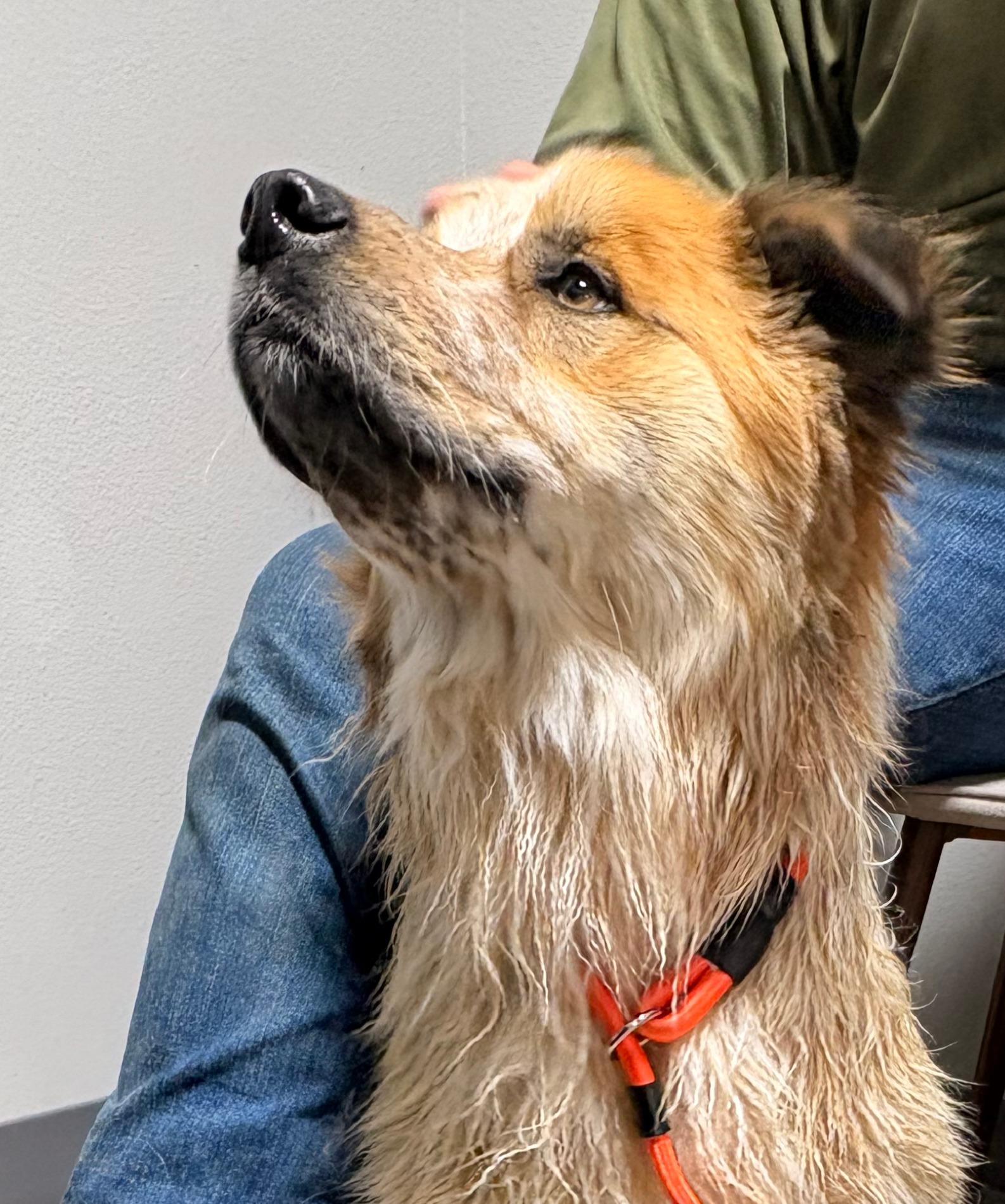 Bruce, a ADOPTABLE mixed breed in Coahoma, TX image 2/4