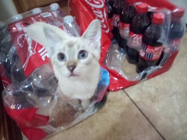 Glacier, adopted, Kitten Female Domestic Short Hair.