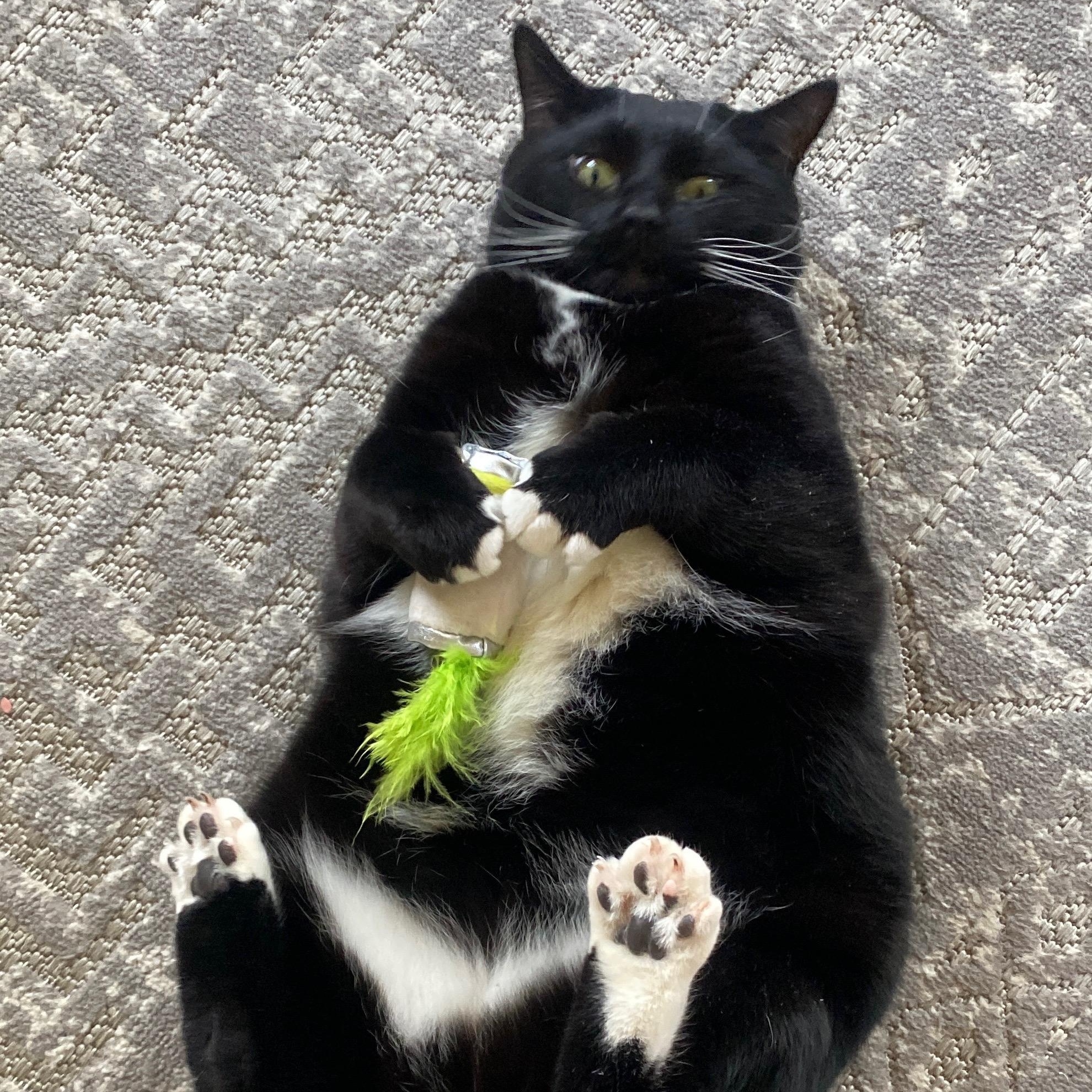 Tux, a ADOPTABLE Domestic Short Hair in Sewell, NJ image 4/6