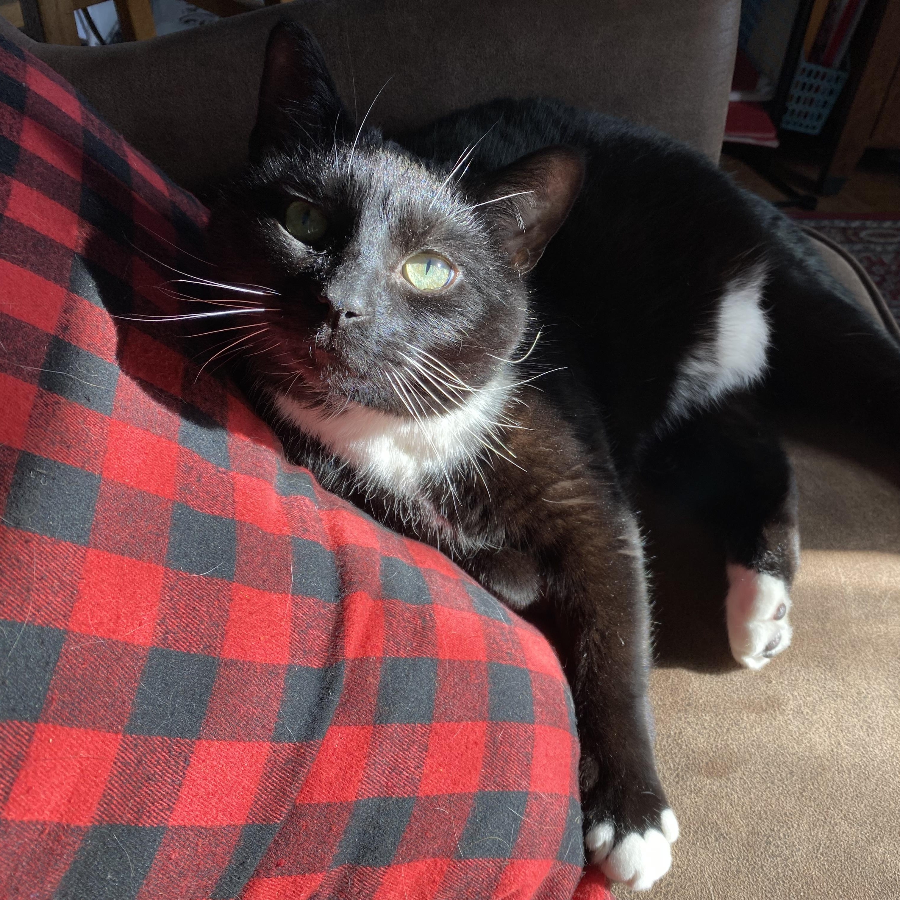 Tux, a ADOPTABLE Domestic Short Hair in Sewell, NJ image 2/6