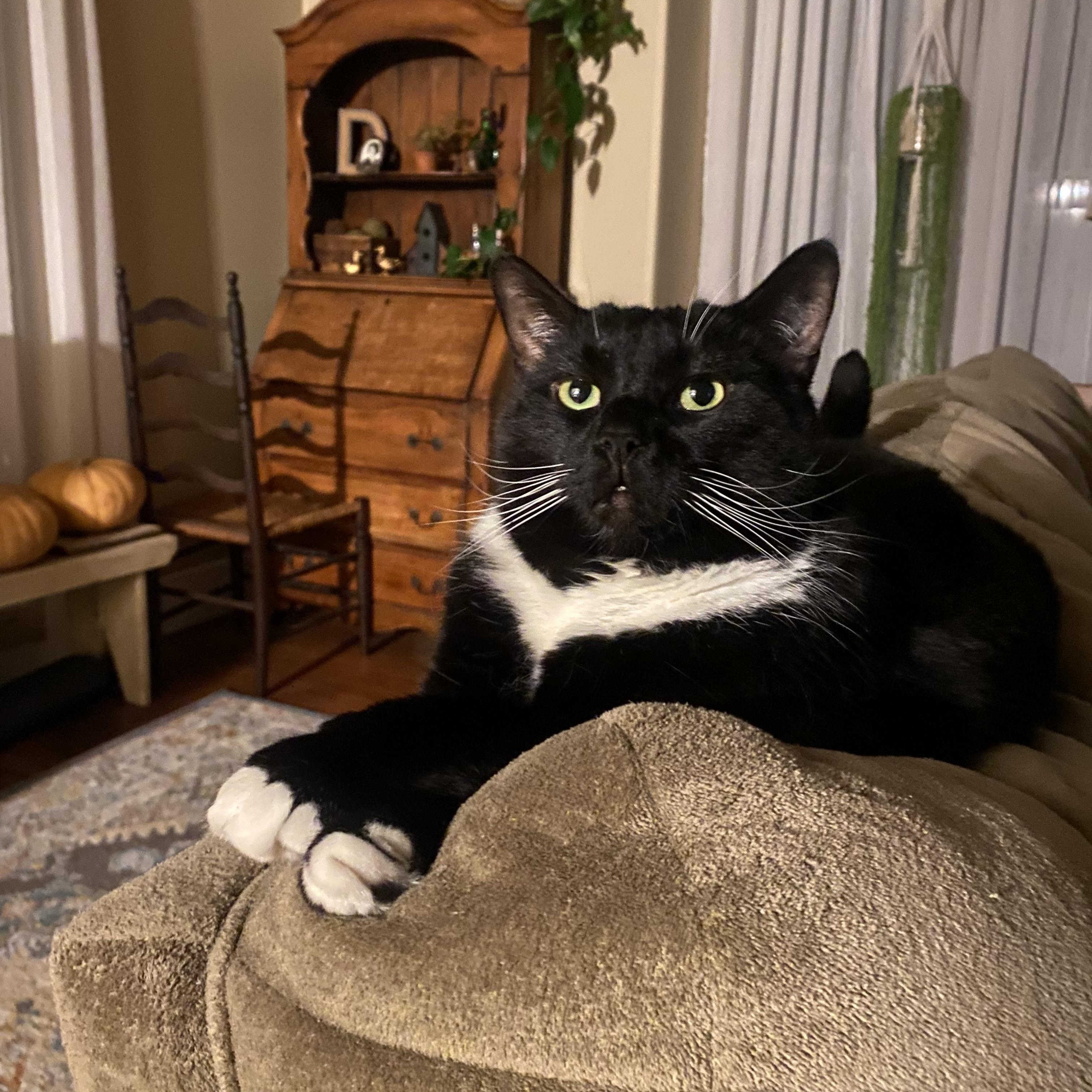 Tux, a ADOPTABLE Domestic Short Hair in Sewell, NJ image 6/6