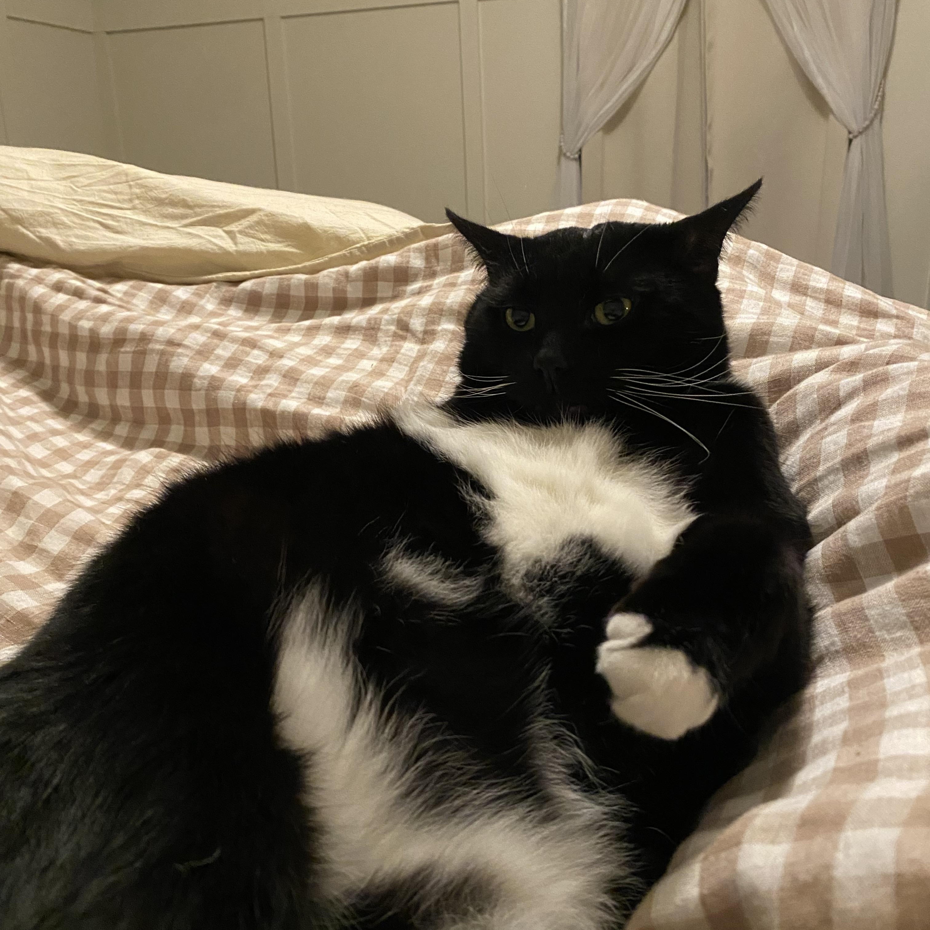 Tux, a ADOPTABLE Domestic Short Hair in Sewell, NJ image 3/6