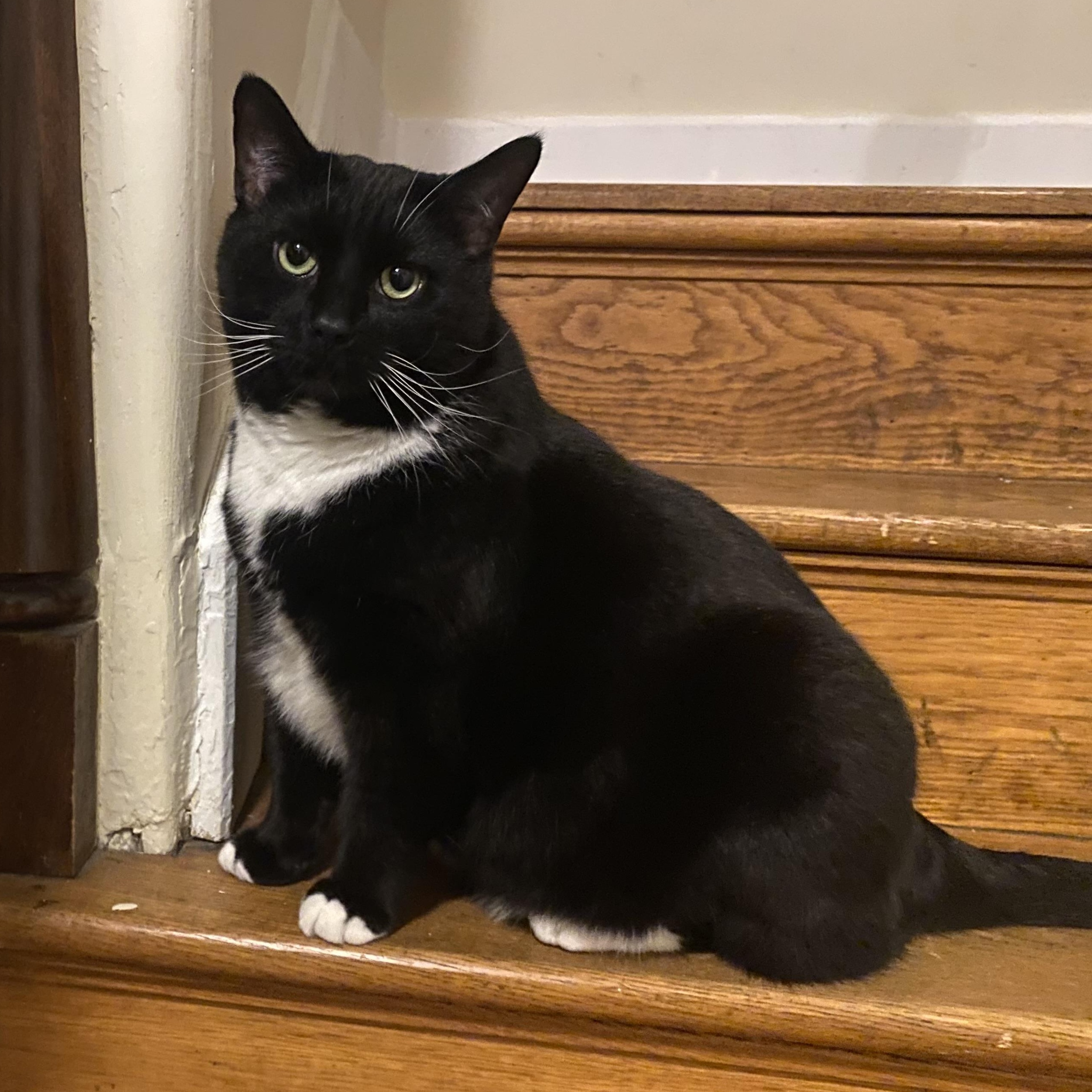 Tux, a ADOPTABLE Domestic Short Hair in Sewell, NJ image 1/6