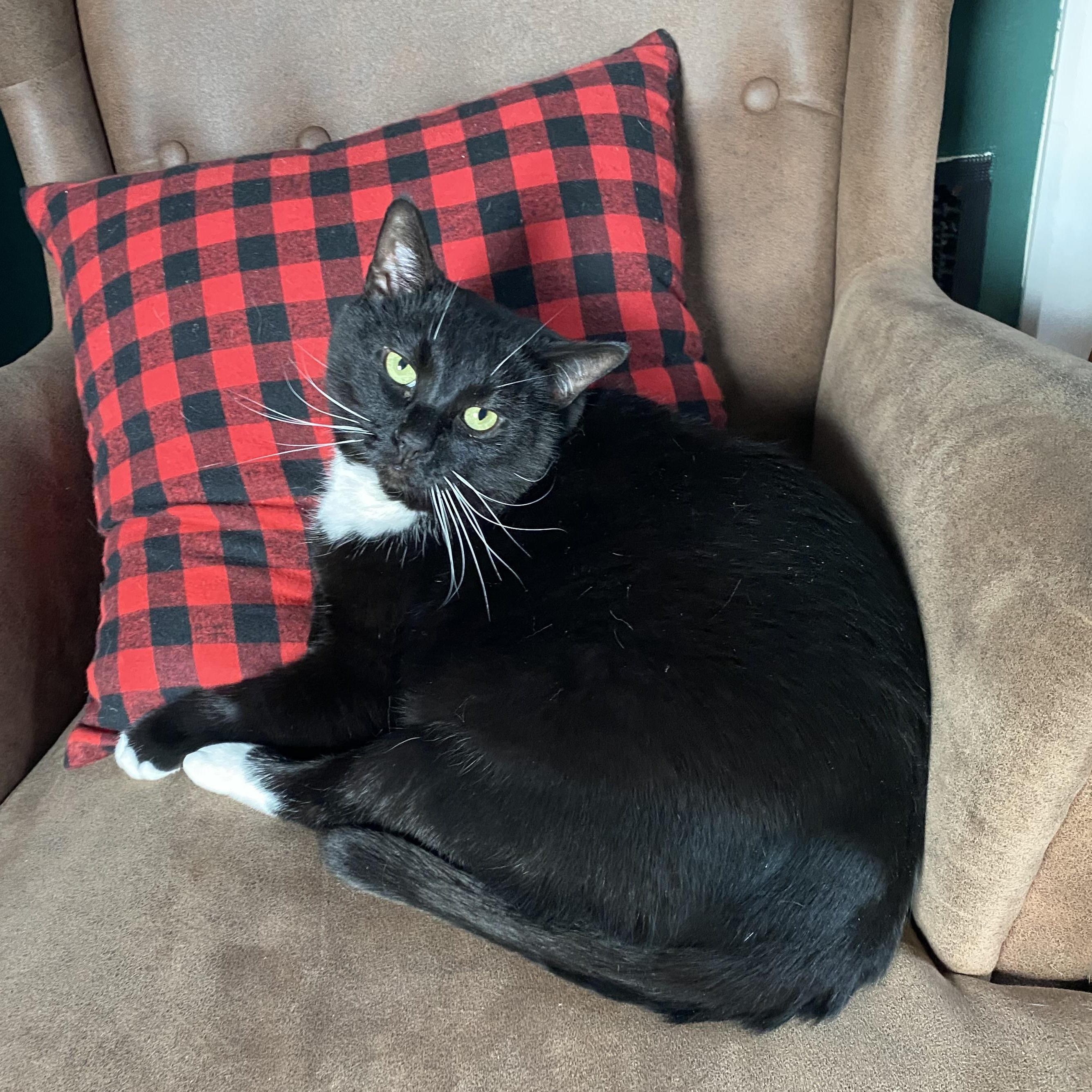 Tux, a ADOPTABLE Domestic Short Hair in Sewell, NJ image 5/6