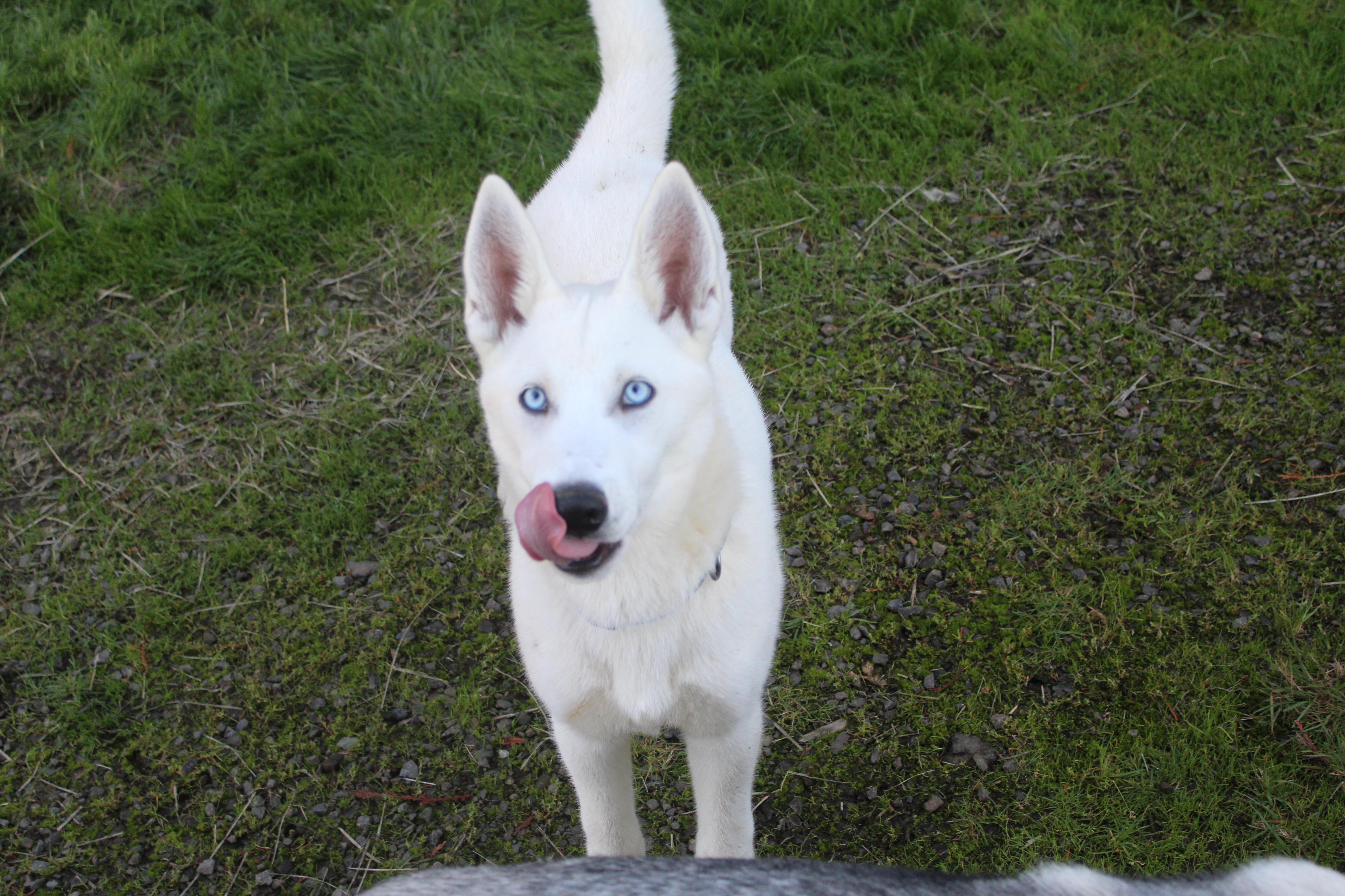 Enlarge Sitka, a Adoptable mixed breed in Tillamook, OR image 5/6