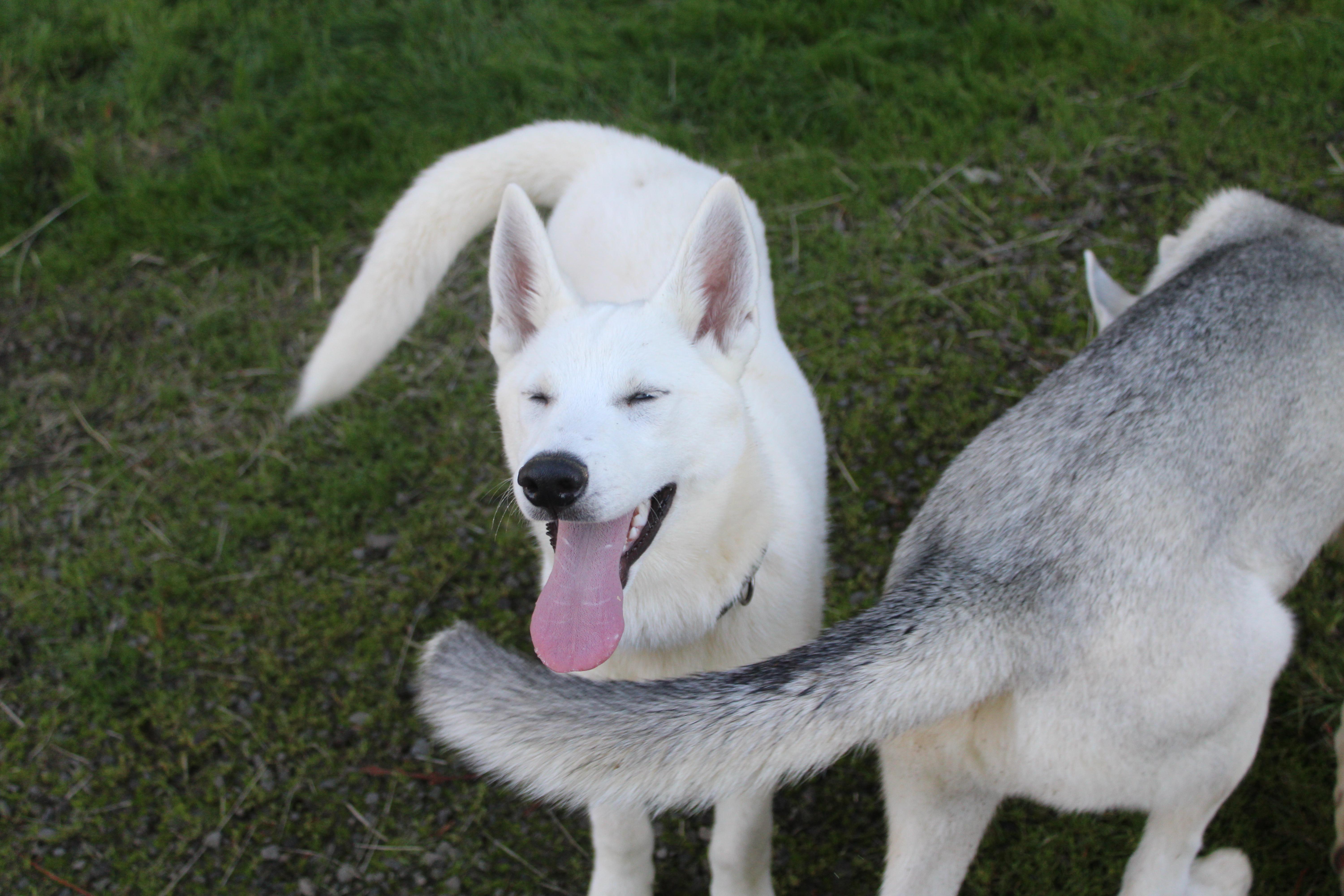 Enlarge Sitka, a Adoptable mixed breed in Tillamook, OR image 6/6
