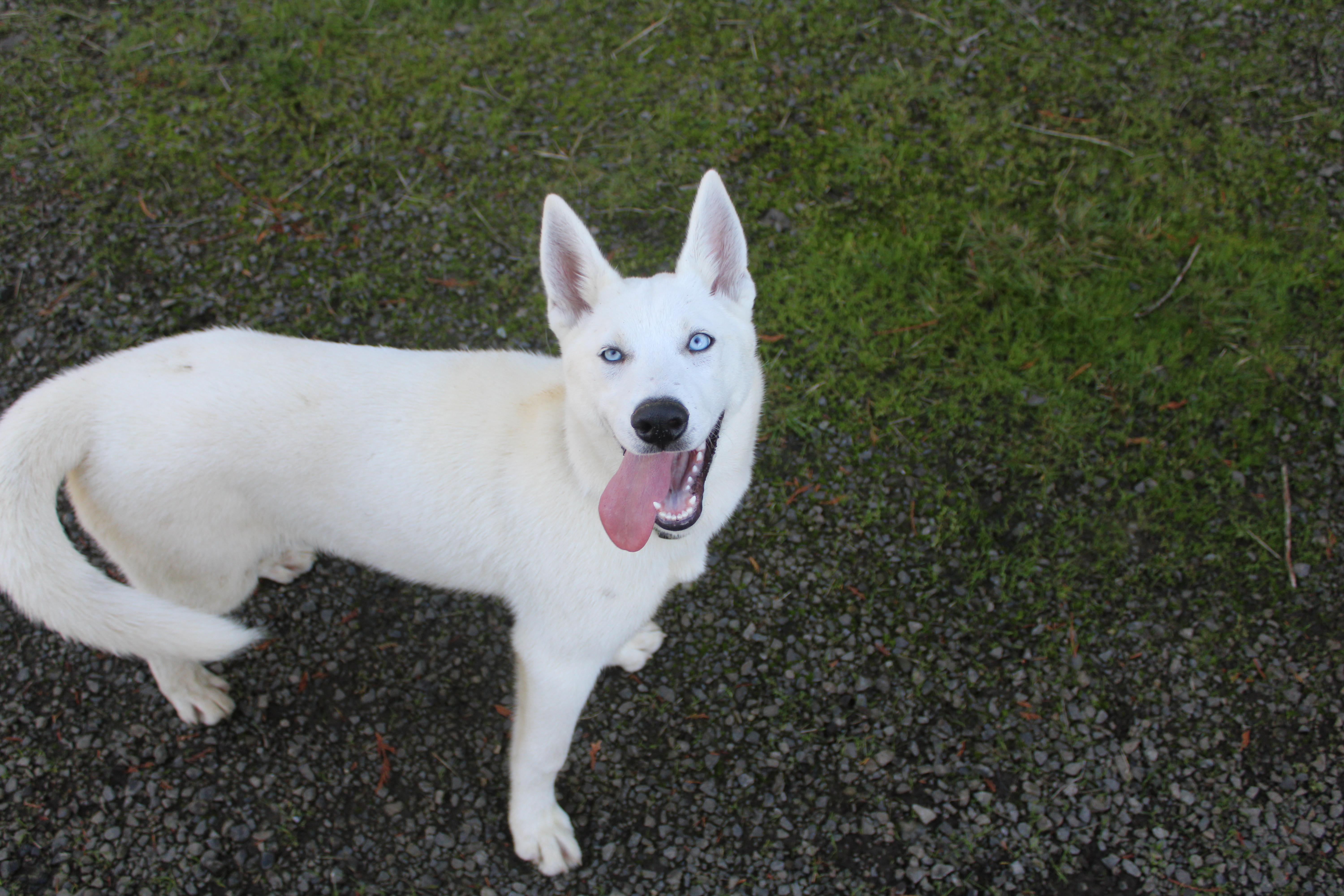 Sitka, Adoptable, Young Female Husky & Shepherd.