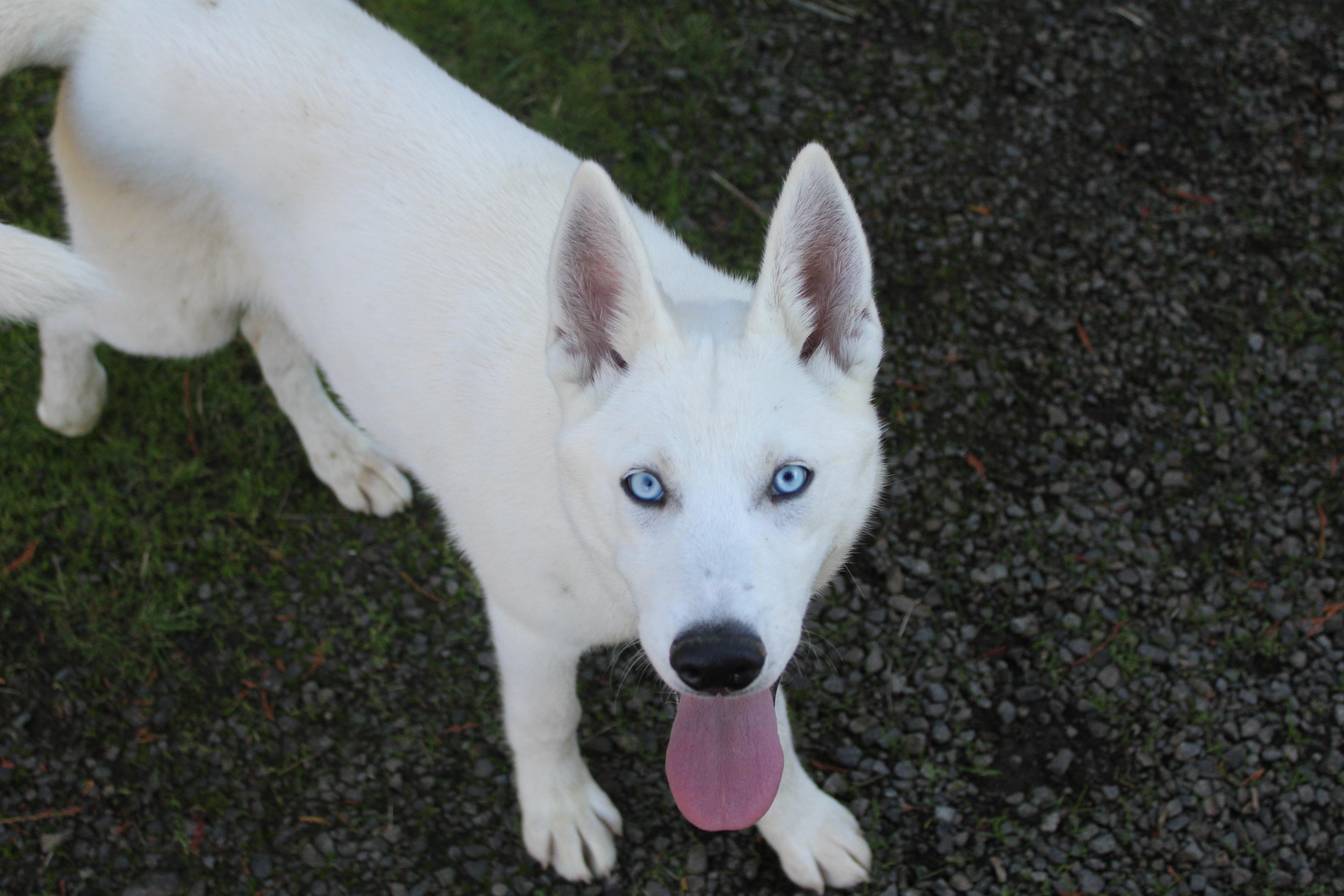 Enlarge Sitka, a Adoptable mixed breed in Tillamook, OR image 4/6