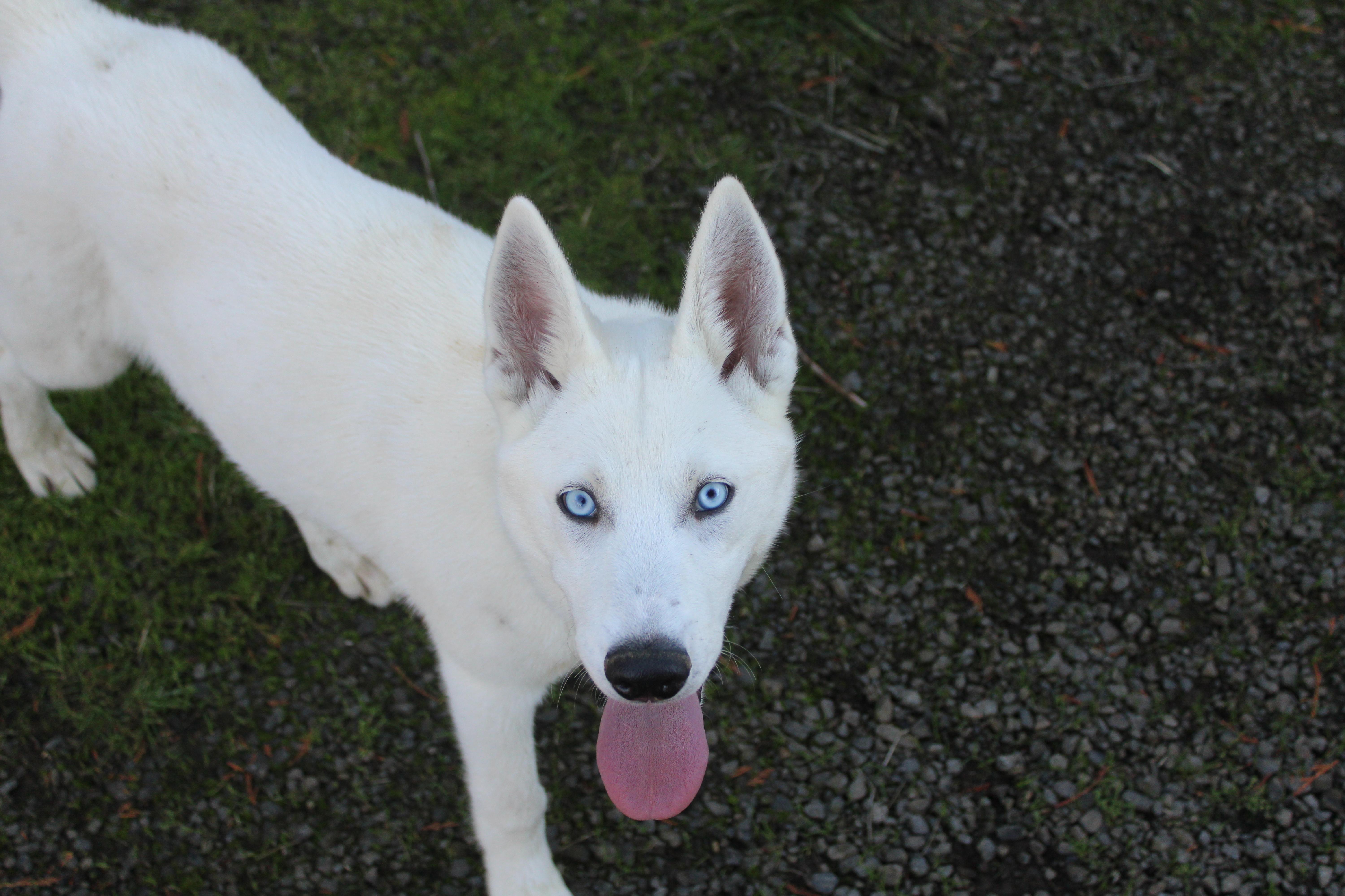 Enlarge Sitka, a Adoptable mixed breed in Tillamook, OR image 3/6