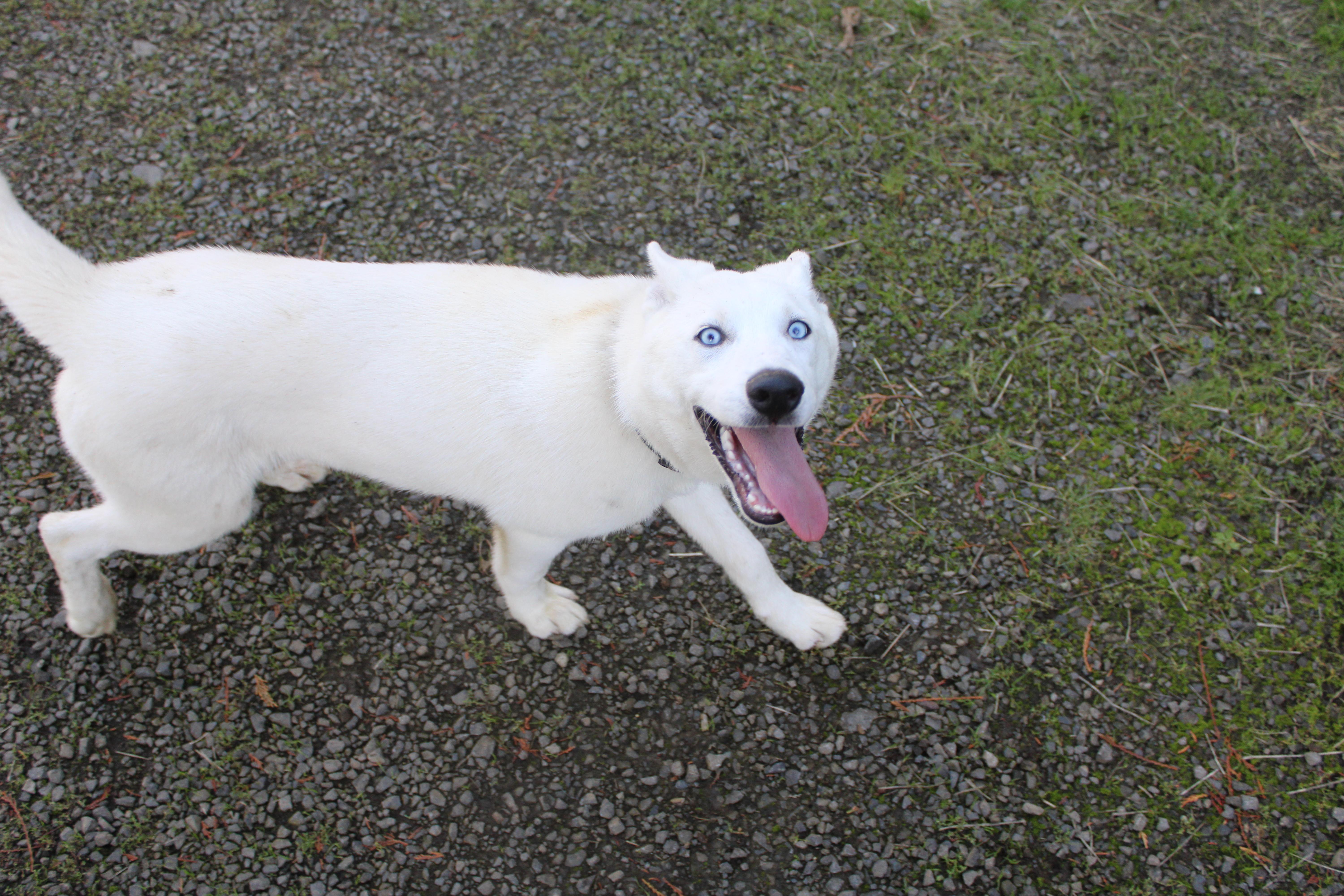 Enlarge Sitka, a Adoptable mixed breed in Tillamook, OR image 2/6