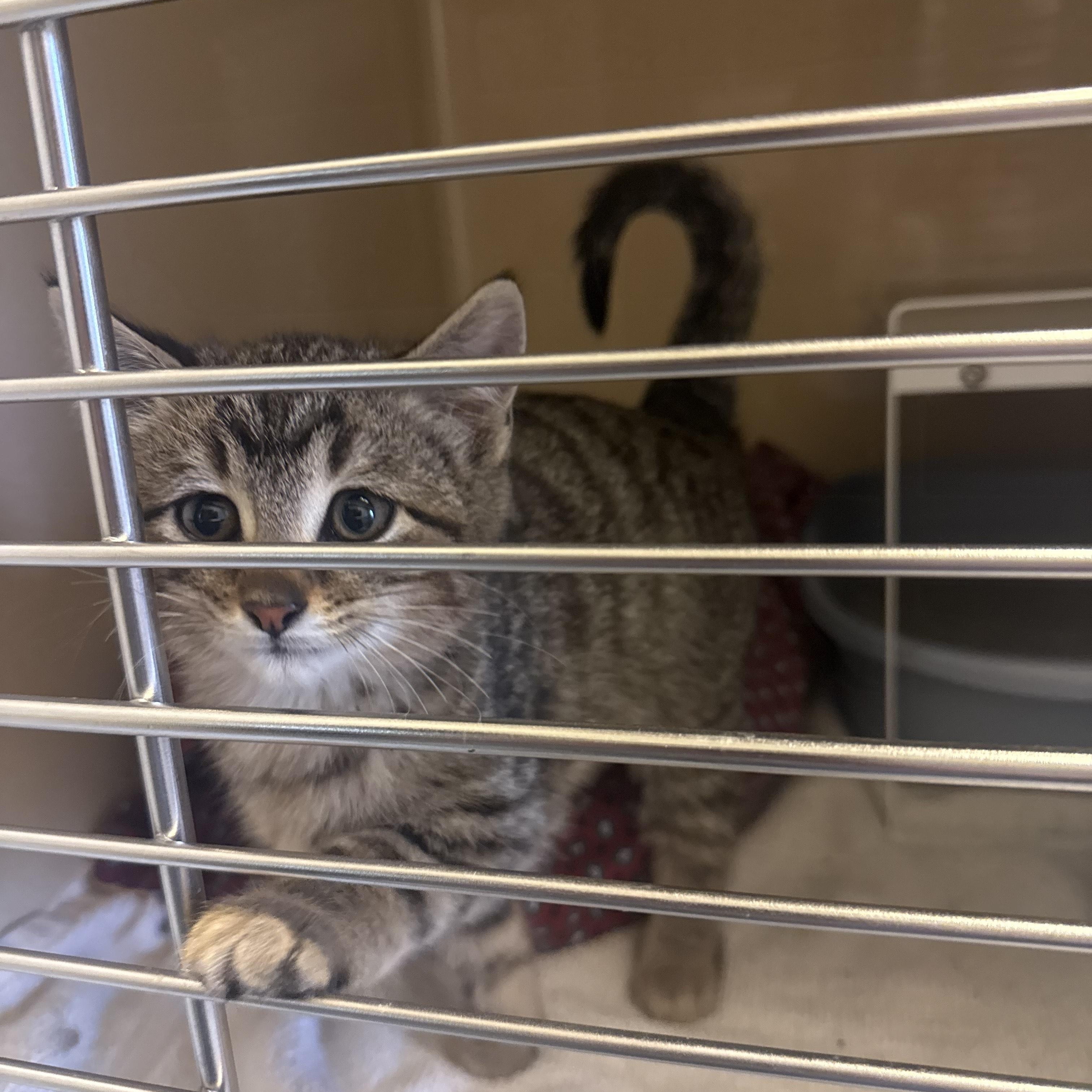Enlarge Stray Kitten , an adopted American Shorthair in Hays, KS image 1/3