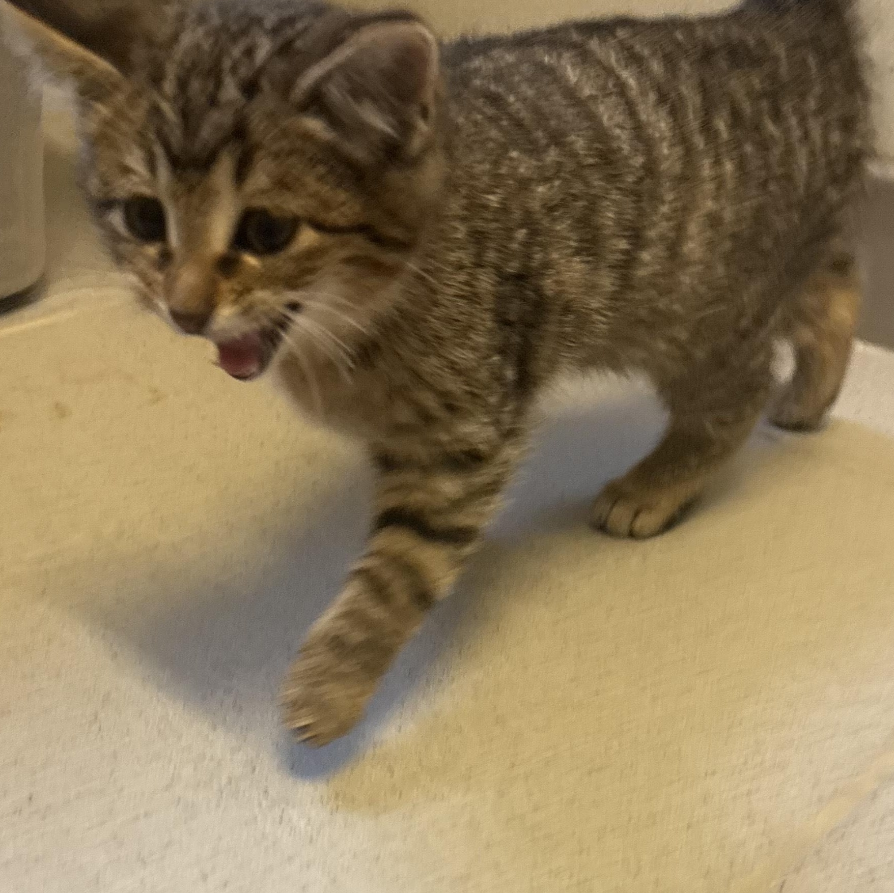 Enlarge Stray Kitten , an adopted American Shorthair in Hays, KS image 2/3