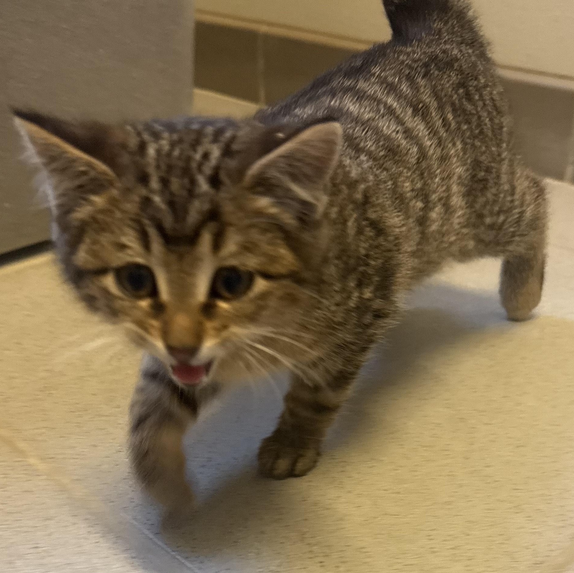 Enlarge Stray Kitten , an adopted American Shorthair in Hays, KS image 3/3