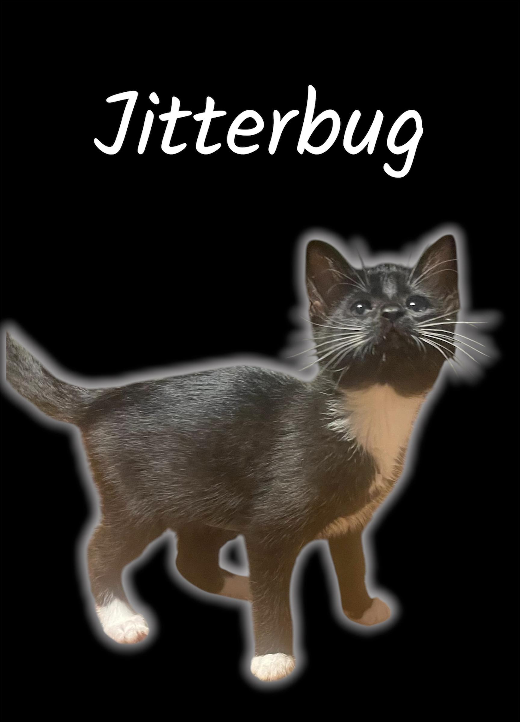 Jitterbug, adoptable, Kitten Female Domestic Short Hair.