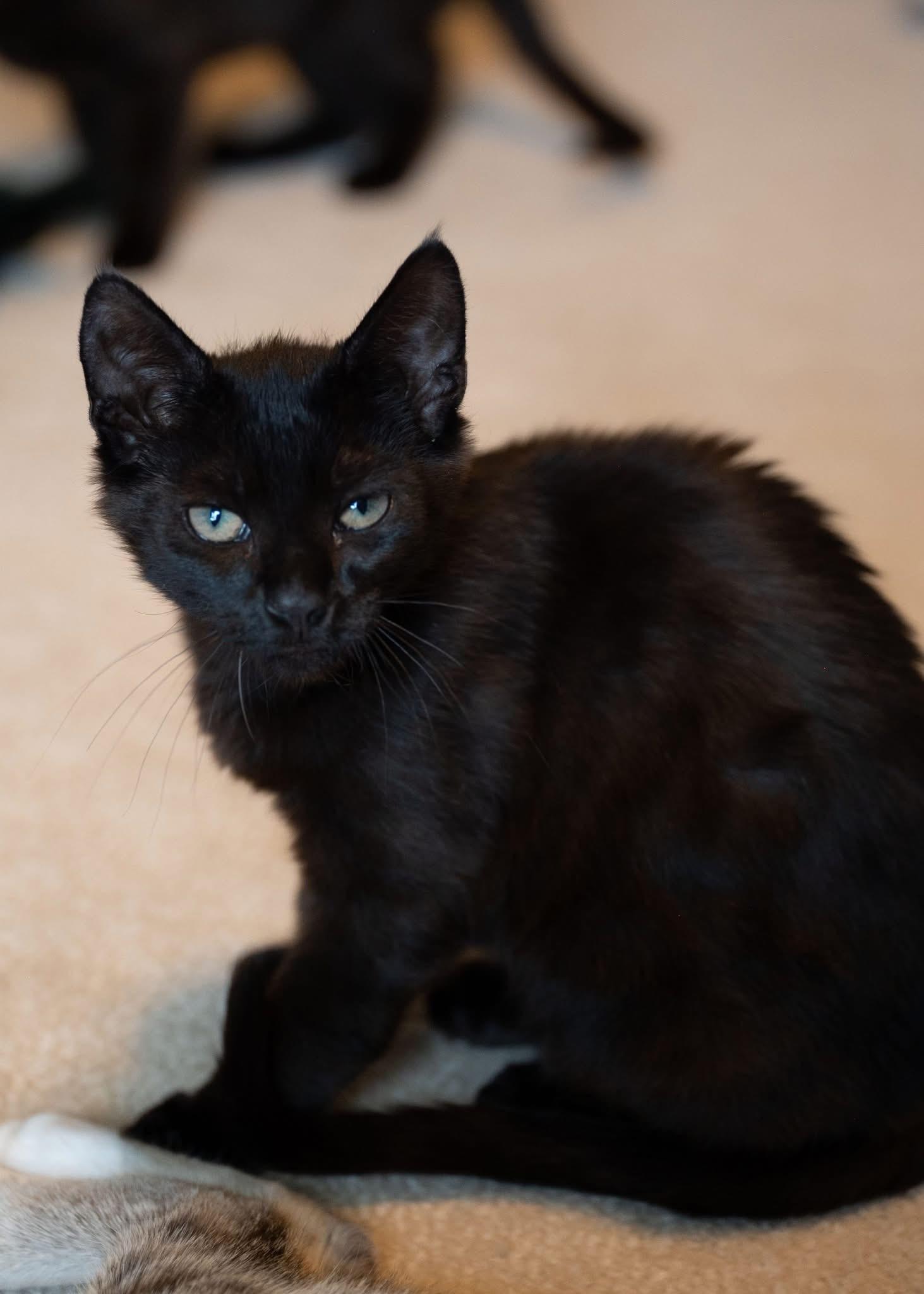 Kyler (bonded with Kai)