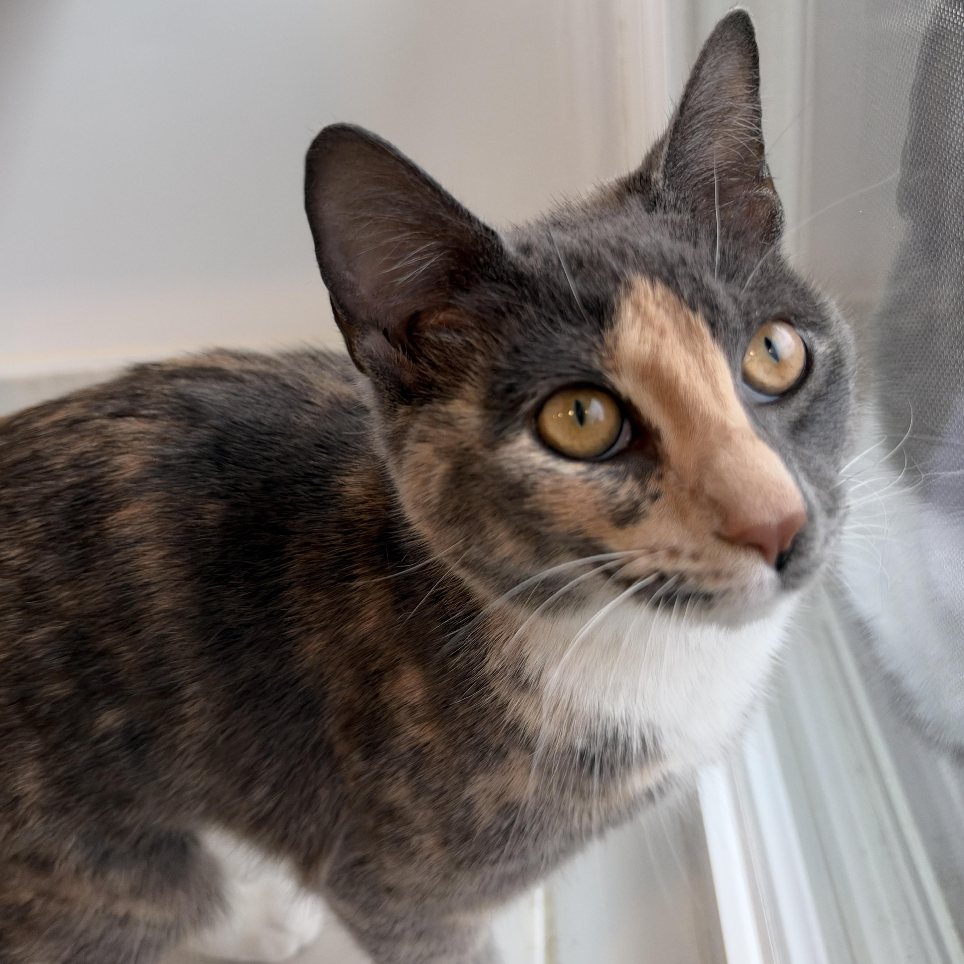 Enlarge Willow, a Adoptable American Shorthair in Hull, MA image 2/5