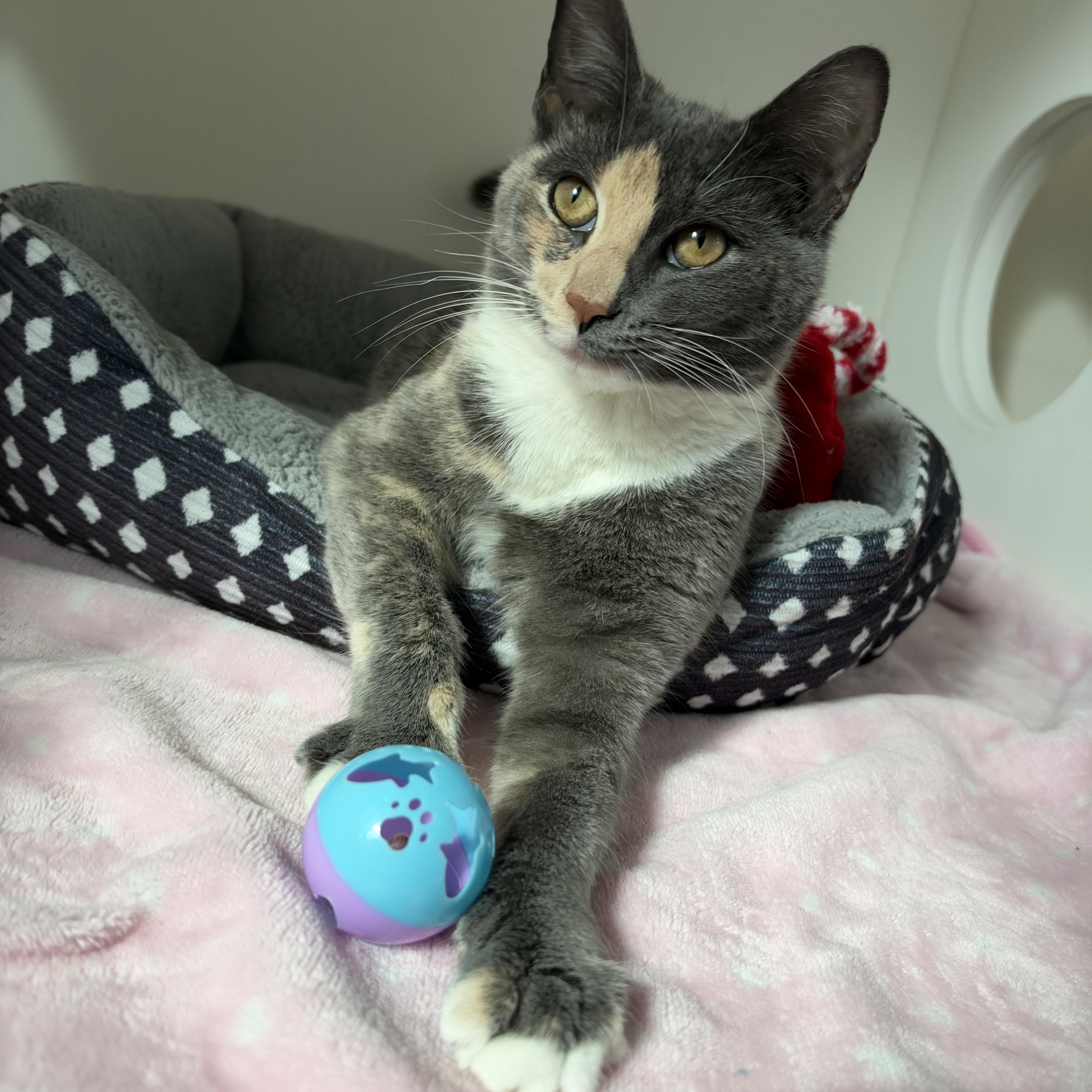 Enlarge Willow, a Adoptable American Shorthair in Hull, MA image 4/5