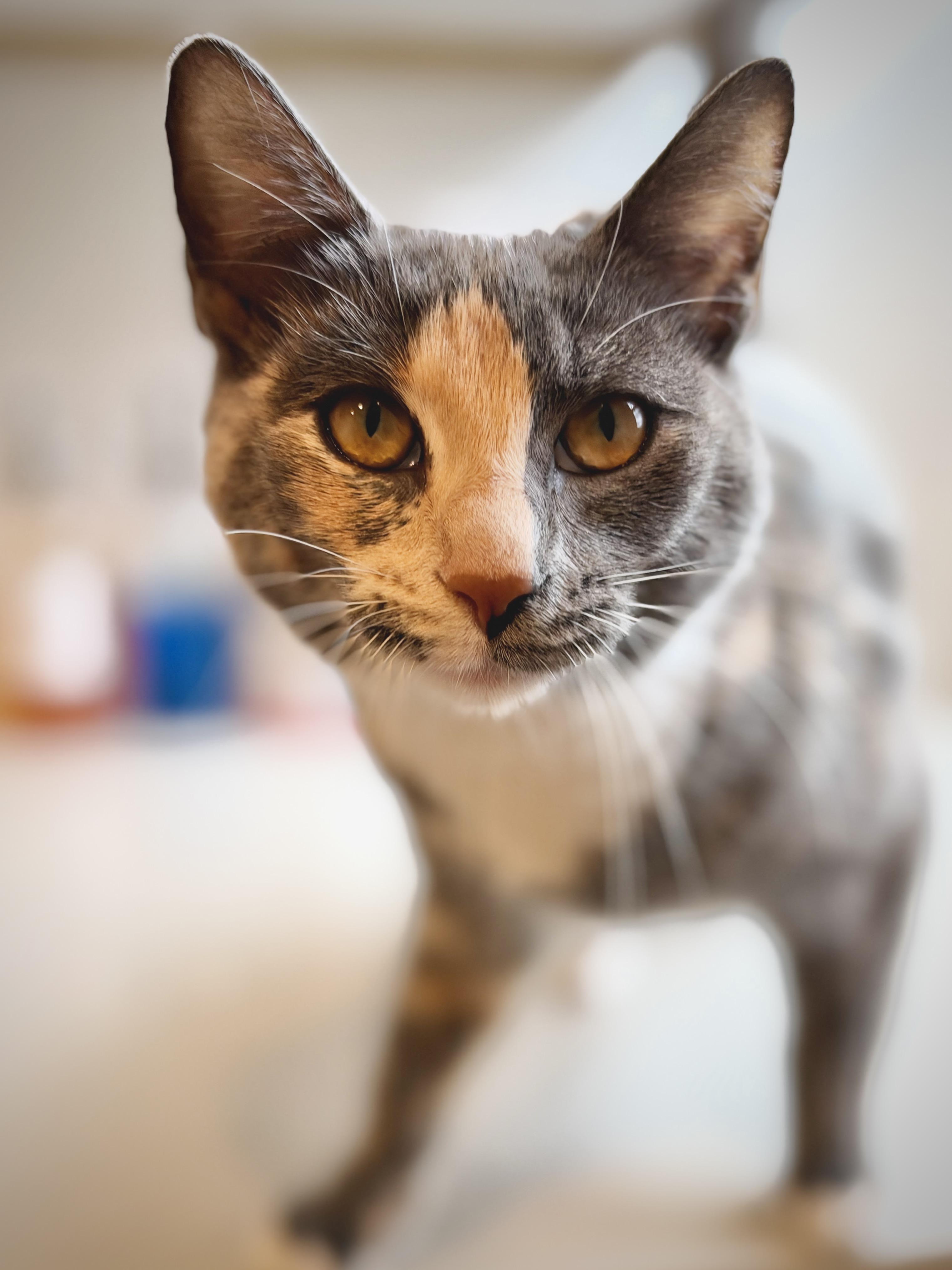 Enlarge Willow, a Adoptable American Shorthair in Hull, MA image 3/5