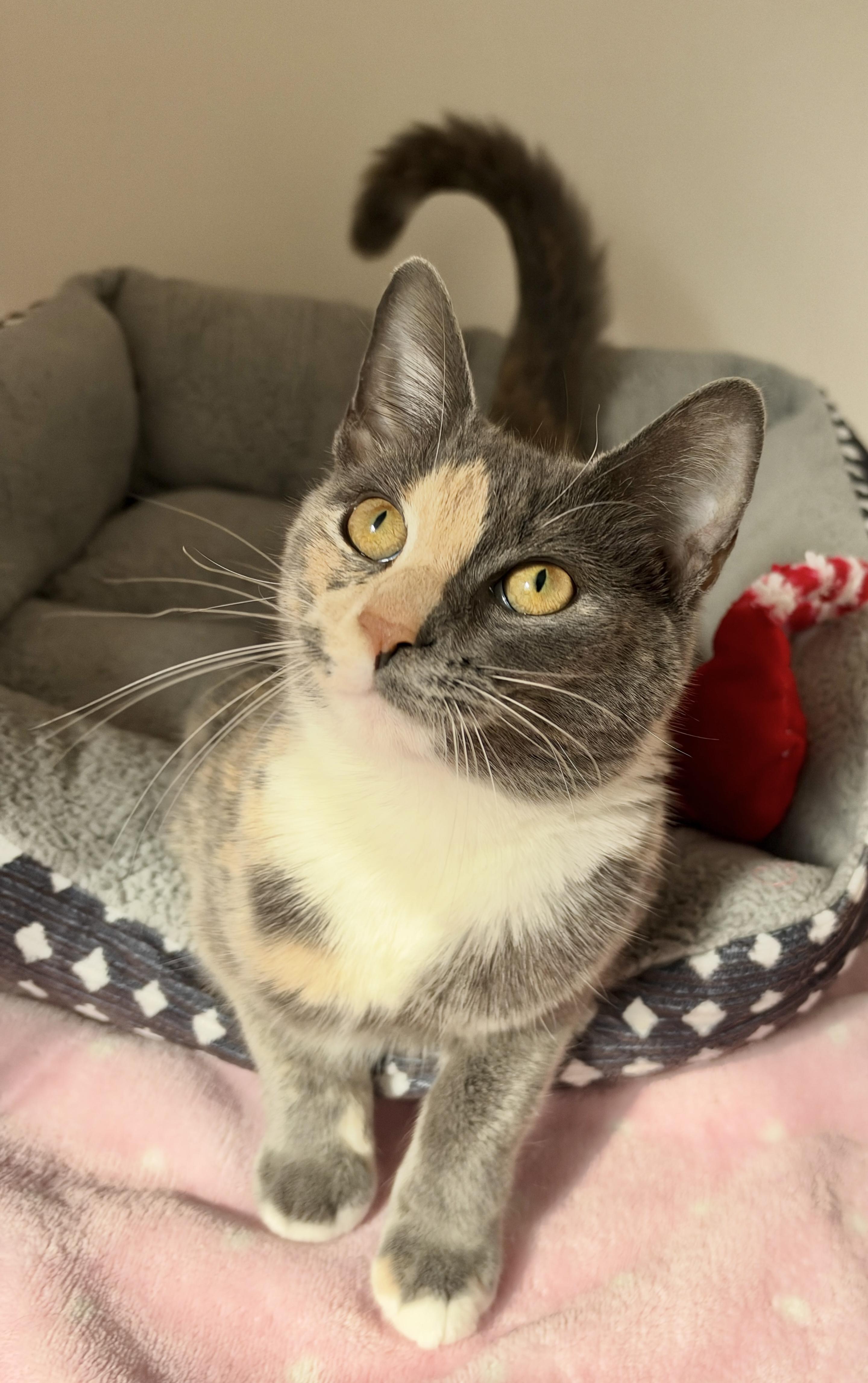 Enlarge Willow, a Adoptable American Shorthair in Hull, MA image 1/5