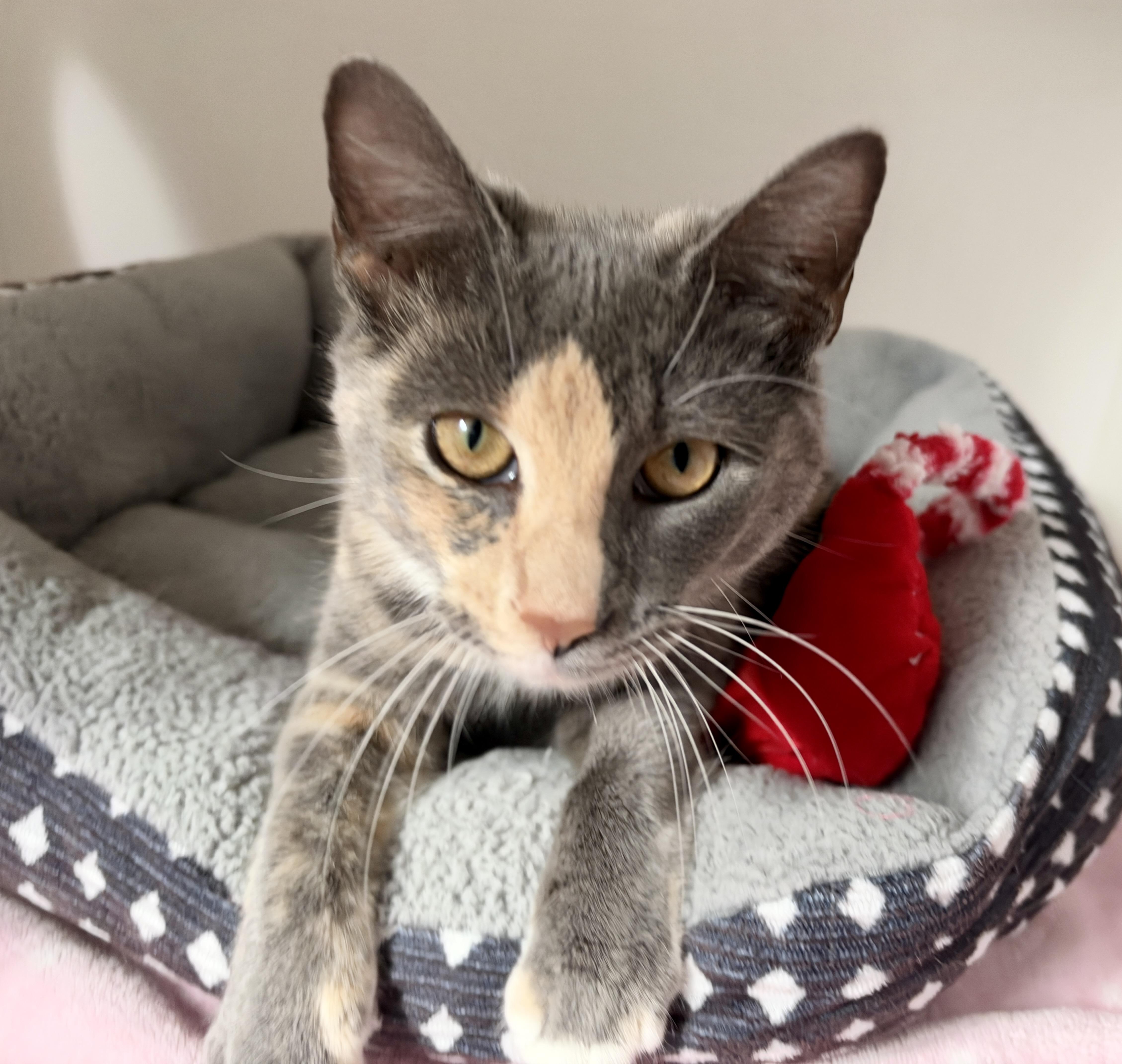 Enlarge Willow, a Adoptable American Shorthair in Hull, MA image 5/5