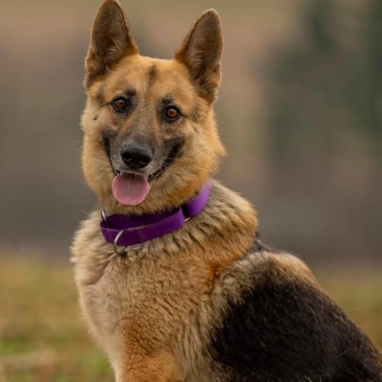 Spook (26-122), Adoptable, Adult Female German Shepherd Dog.