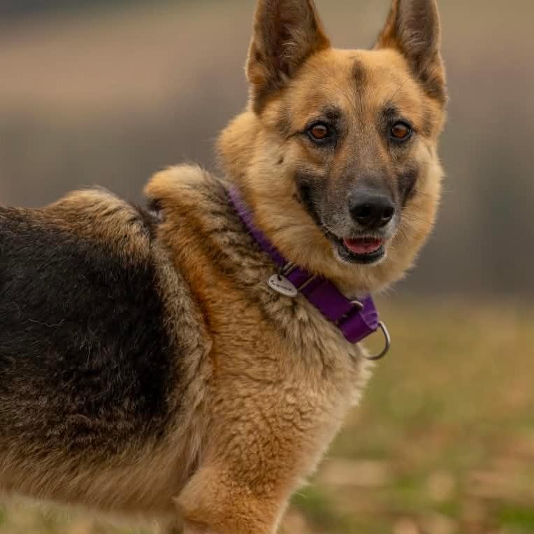 Enlarge Spook (26-122), a Adoptable German Shepherd Dog in New Ringgold, PA image 2/6