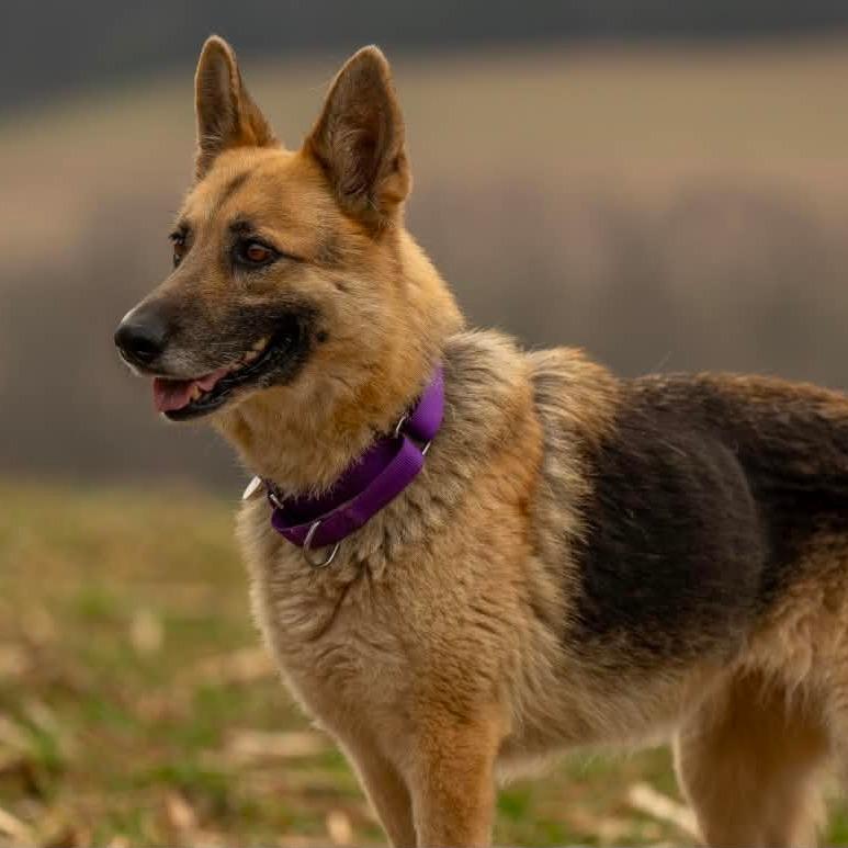 Enlarge Spook (26-122), a Adoptable German Shepherd Dog in New Ringgold, PA image 3/6