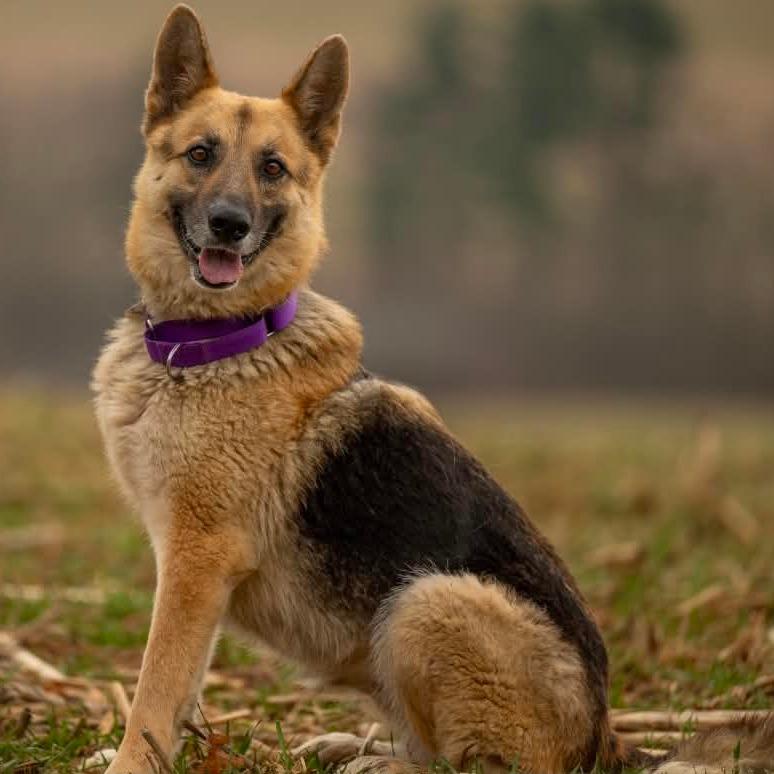 Enlarge Spook (26-122), a Adoptable German Shepherd Dog in New Ringgold, PA image 4/6