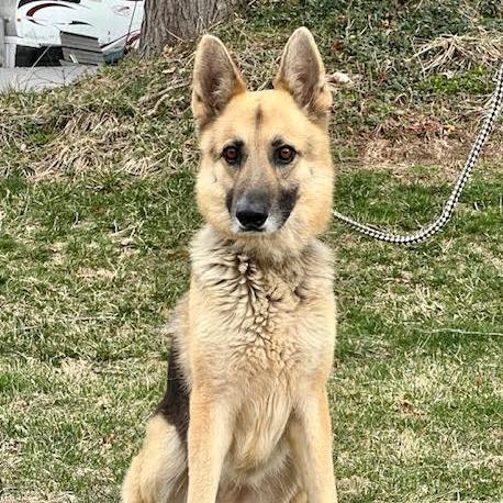 Enlarge Spook (26-122), a Adoptable German Shepherd Dog in New Ringgold, PA image 5/6