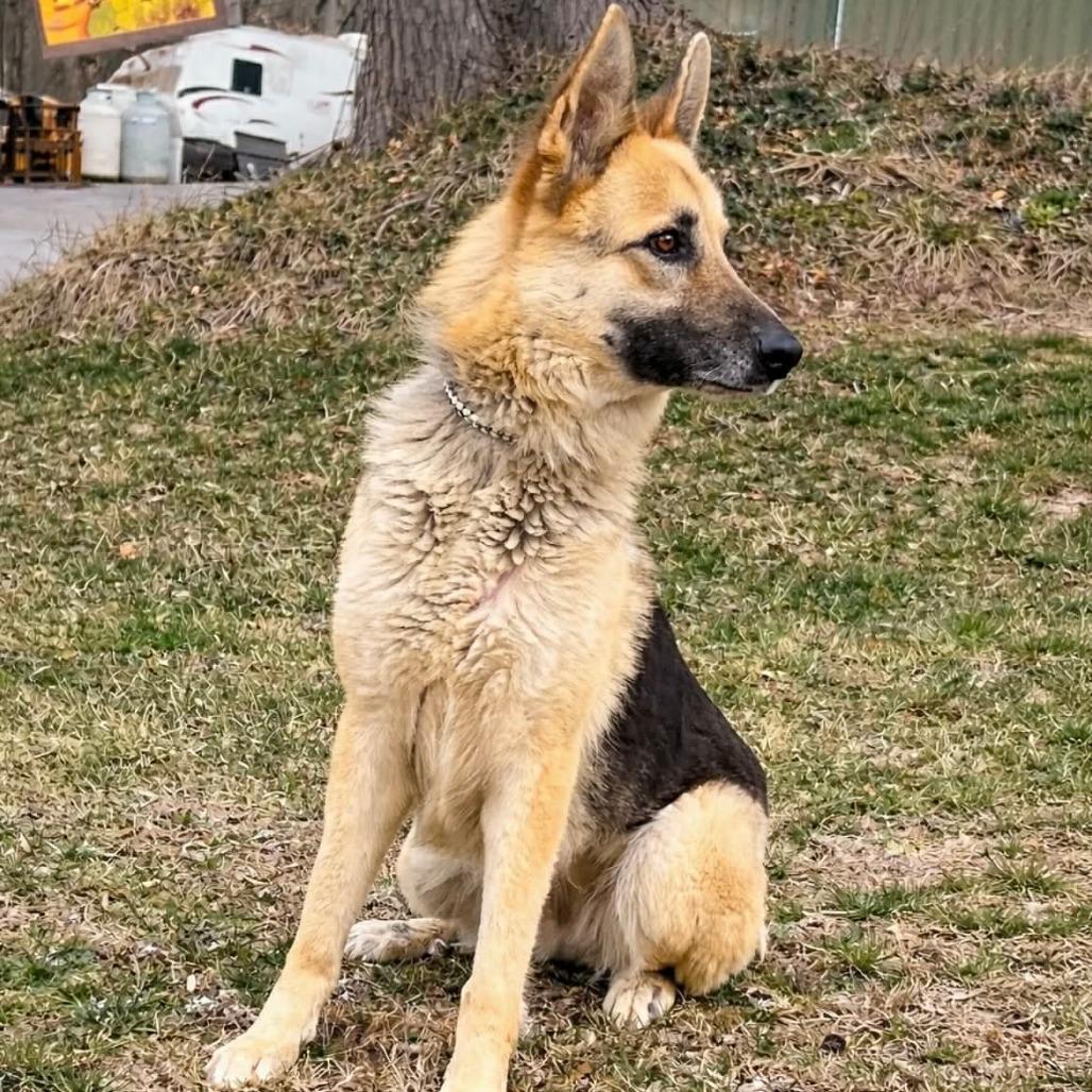 Enlarge Spook (26-122), a Adoptable German Shepherd Dog in New Ringgold, PA image 6/6