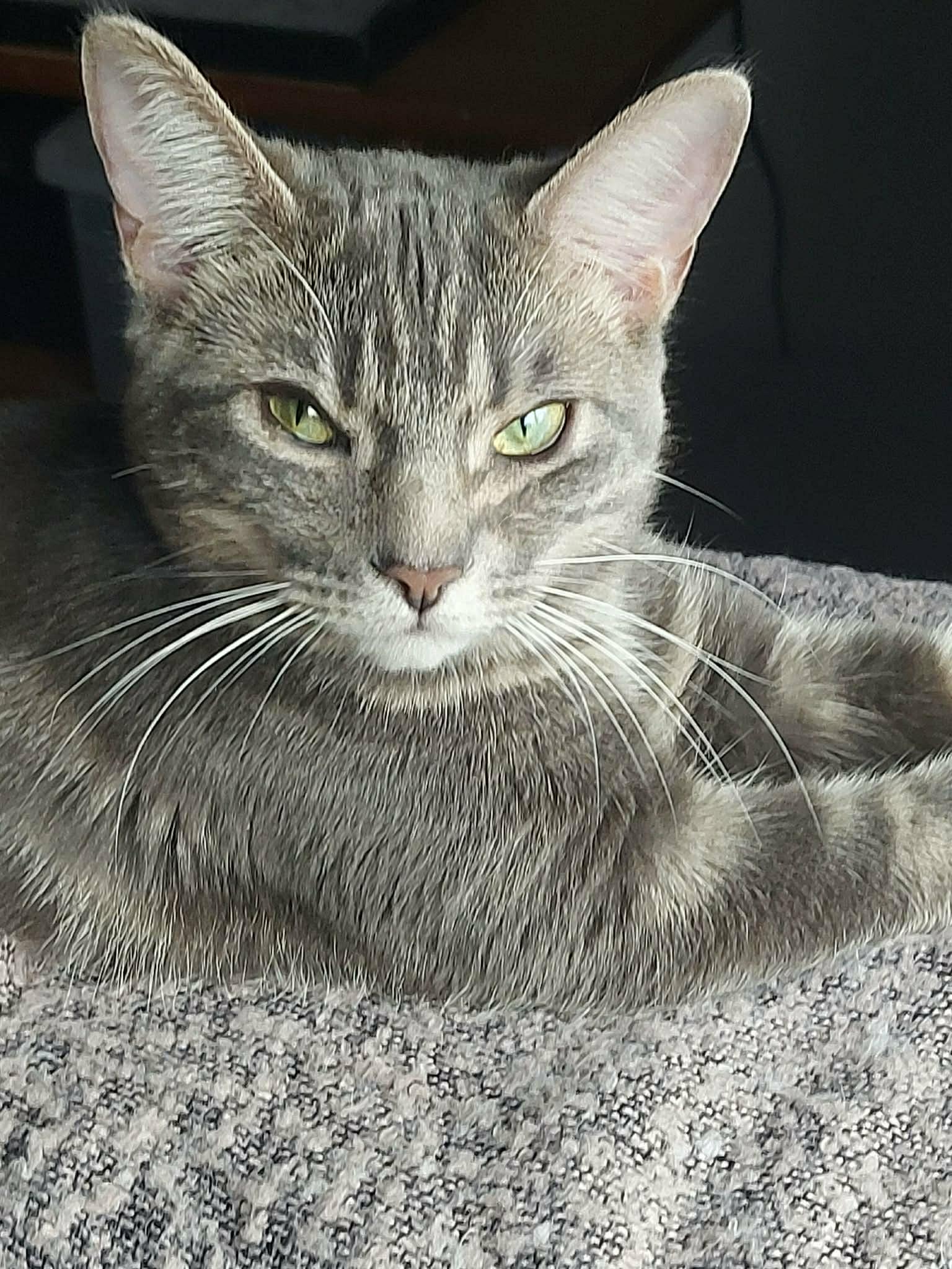 SYLVIA, an adoptable Domestic Short Hair in Tillsonburg, ON image 2/2