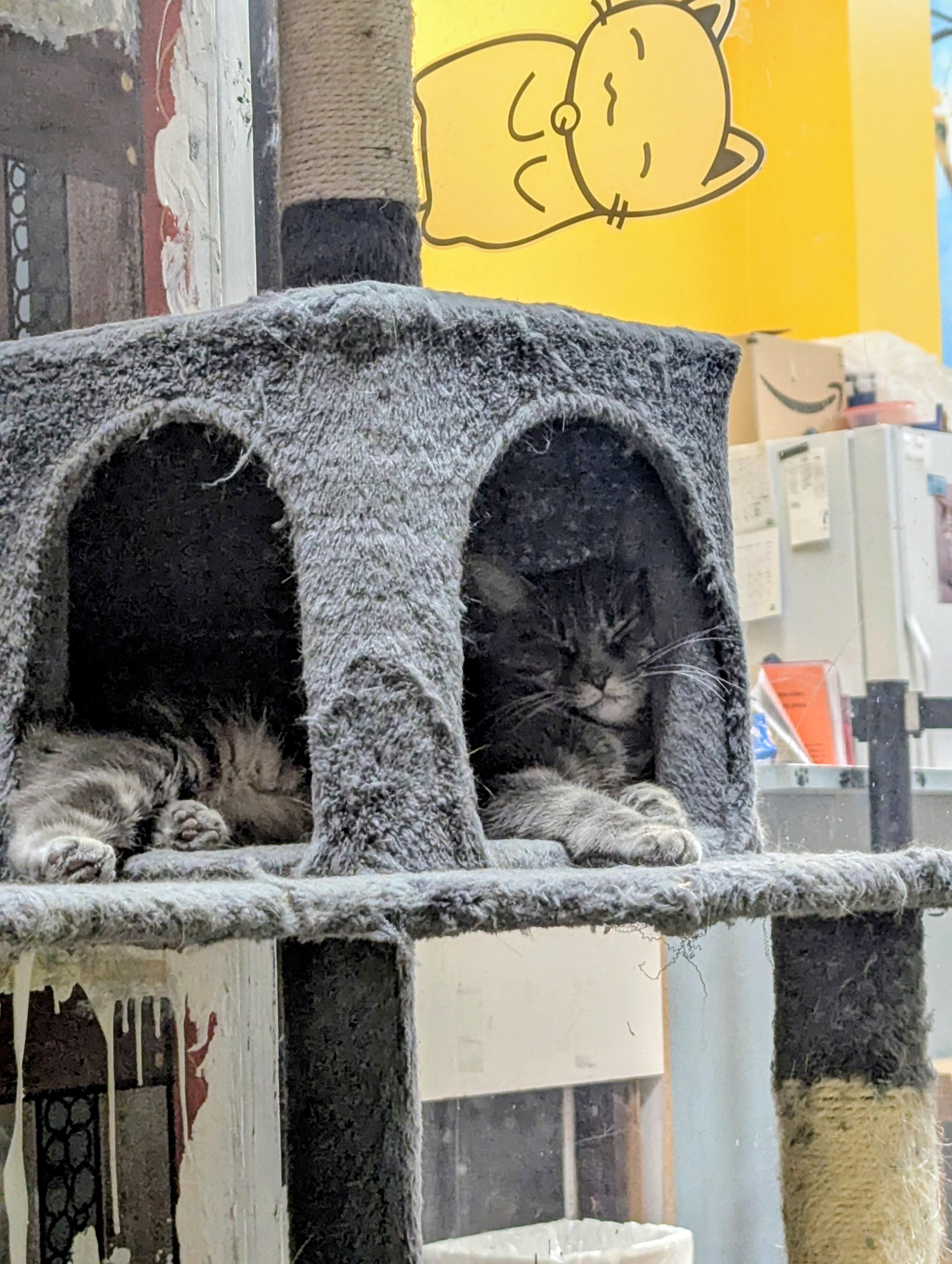 SYLVIA, an adoptable Domestic Short Hair in Tillsonburg, ON image 3/3