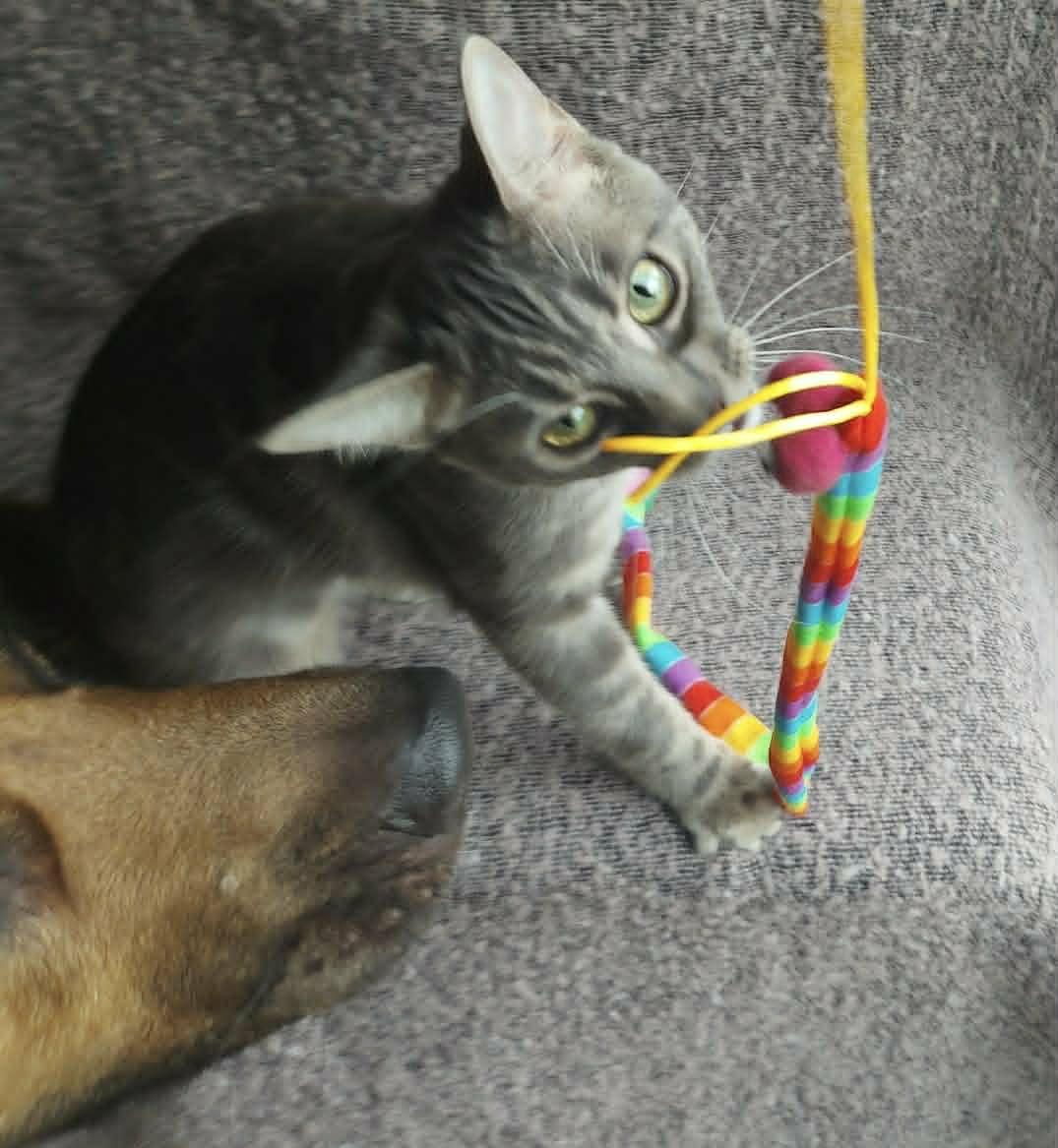 SYLVIA, an adoptable Domestic Short Hair in Tillsonburg, ON image 1/2