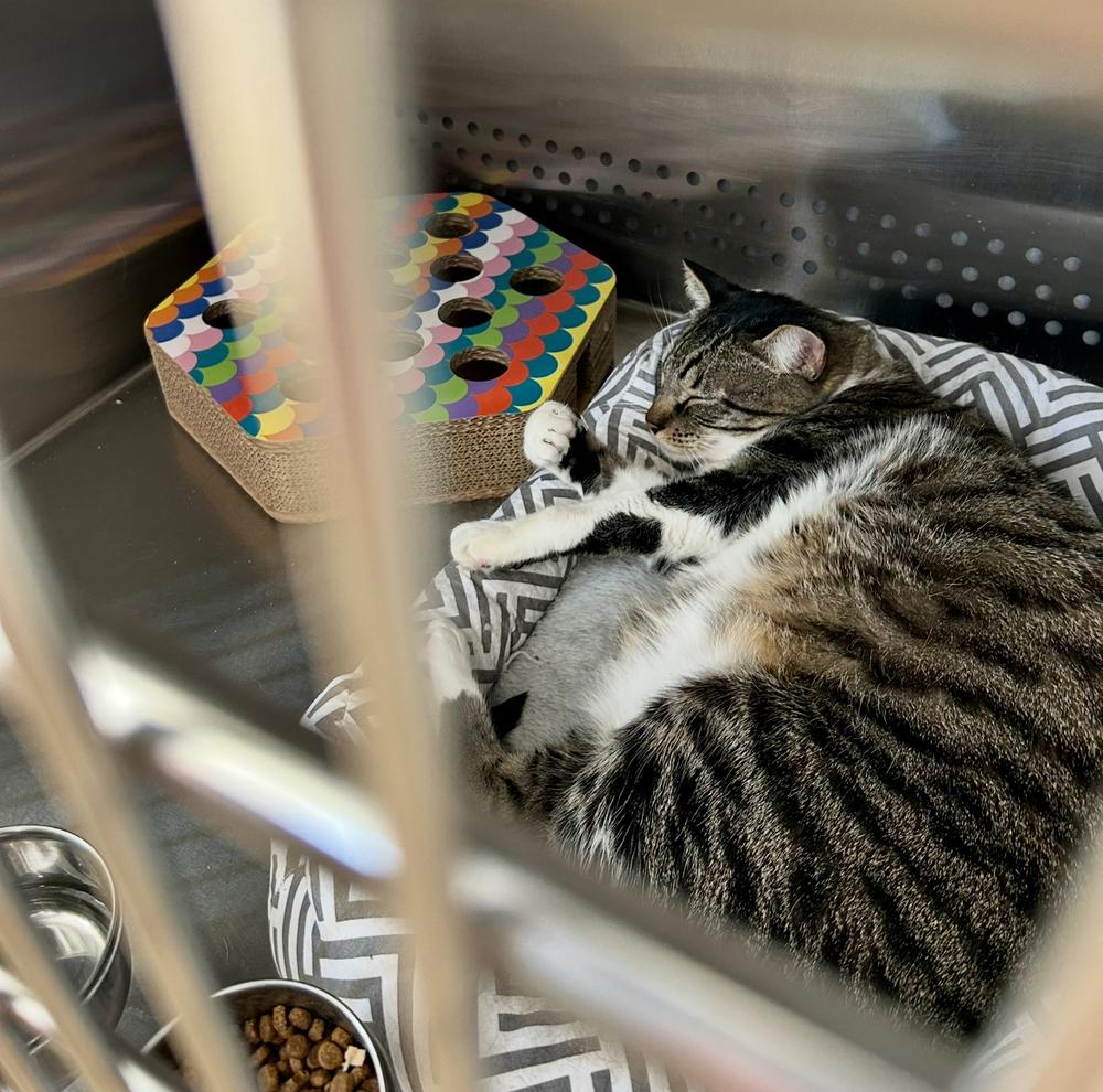 Ziggy, Adoptable, Adult Male Domestic Short Hair.