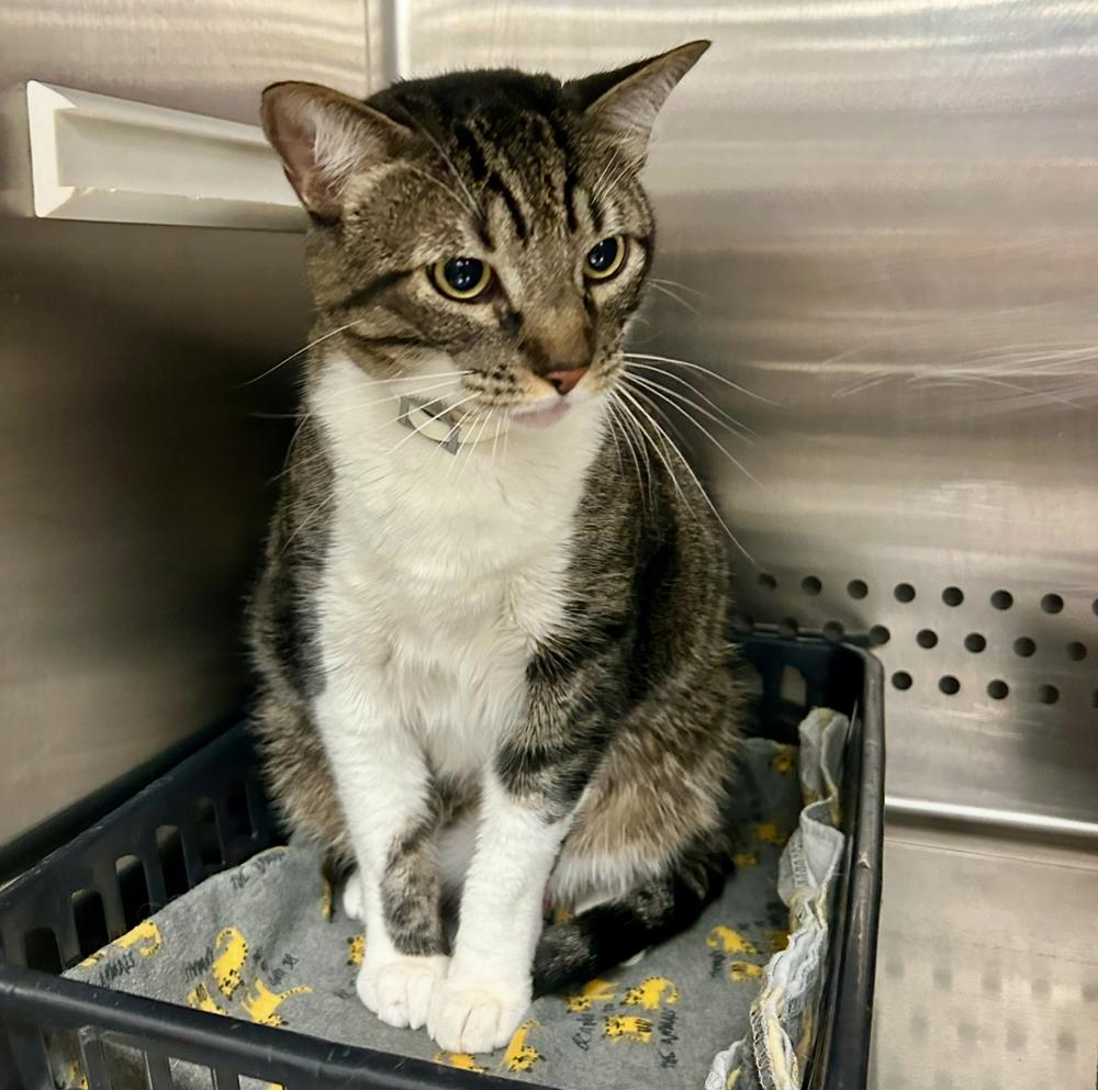 Ziggy, a Adoptable mixed breed in Clovis, NM image 2/3