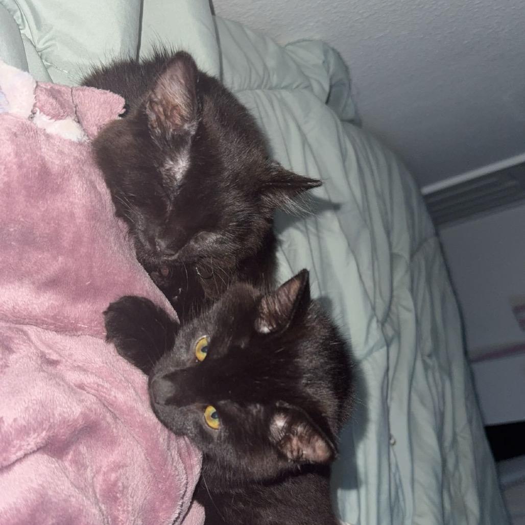 Enlarge Raven, a Adoptable Domestic Medium Hair in Fargo, ND image 4/6