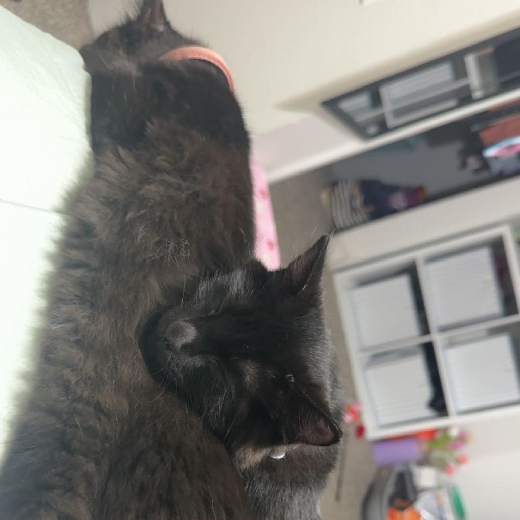 Enlarge Raven, a Adoptable Domestic Medium Hair in Fargo, ND image 5/6