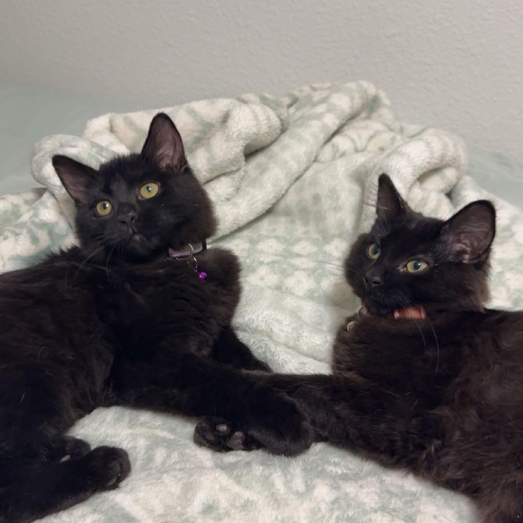 Enlarge Raven, a Adoptable Domestic Medium Hair in Fargo, ND image 3/6