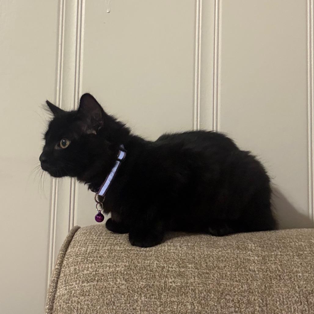 Enlarge Raven, a Adoptable Domestic Medium Hair in Fargo, ND image 1/6