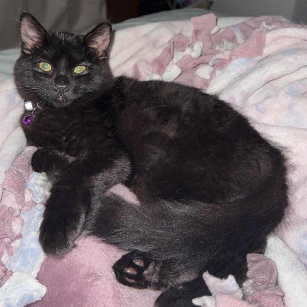 Enlarge Raven, a Adoptable Domestic Medium Hair in Fargo, ND image 2/6