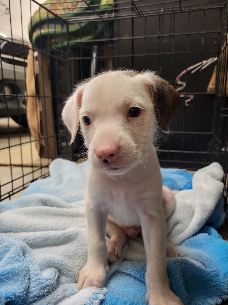 Enlarge Pinky, a Adoptable mixed breed in Cortez, CO image 1/1