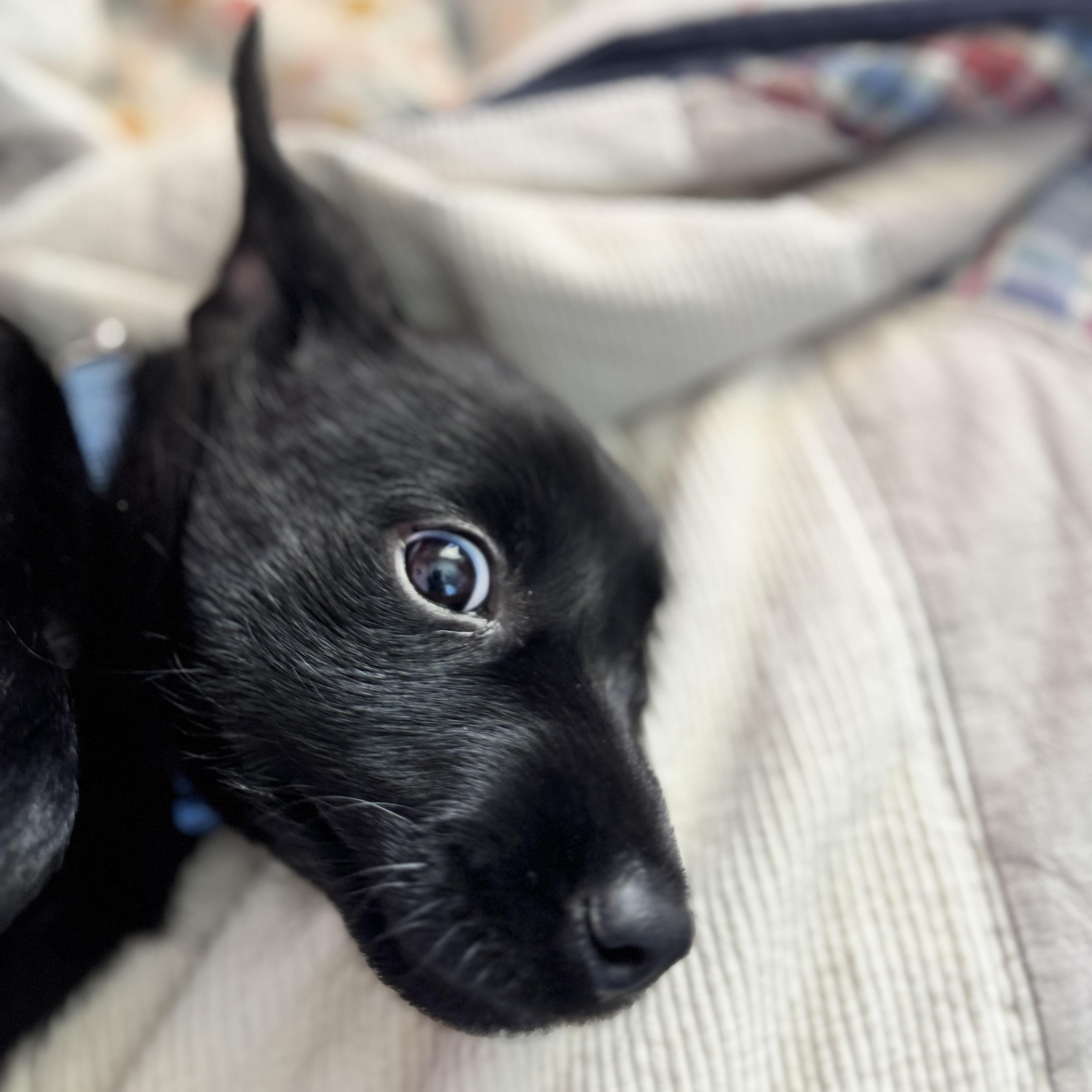 Enlarge Max, an adopted Black Labrador Retriever in Van Nuys, CA image 4/5