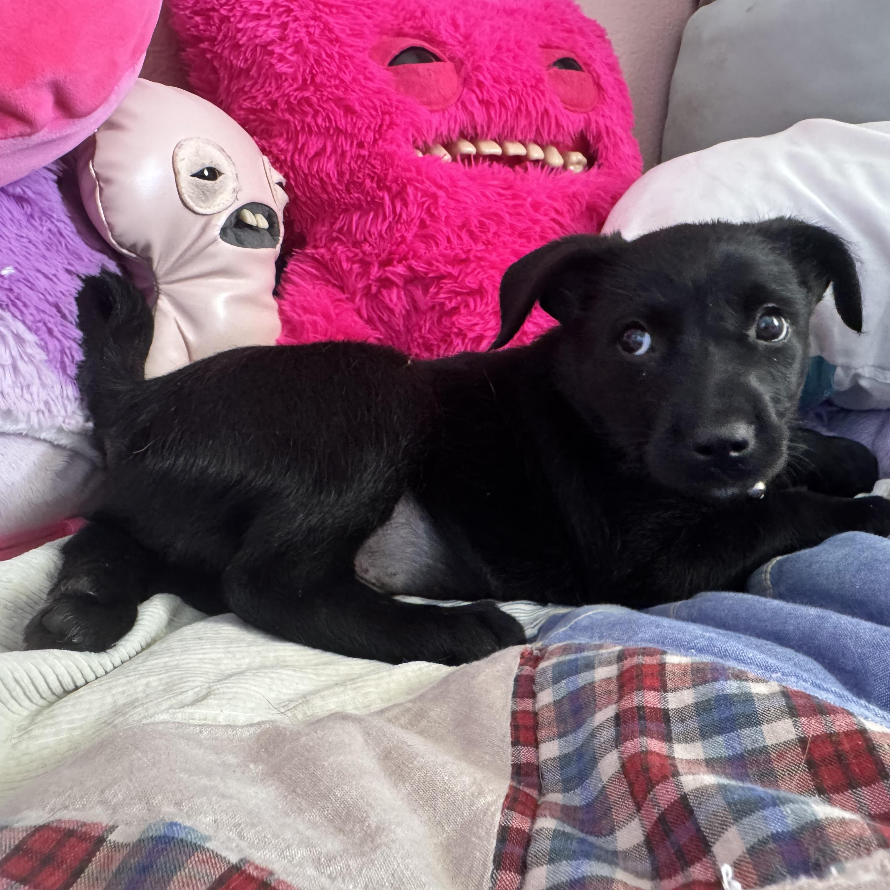 Max, adopted, Puppy Male Black Labrador Retriever.
